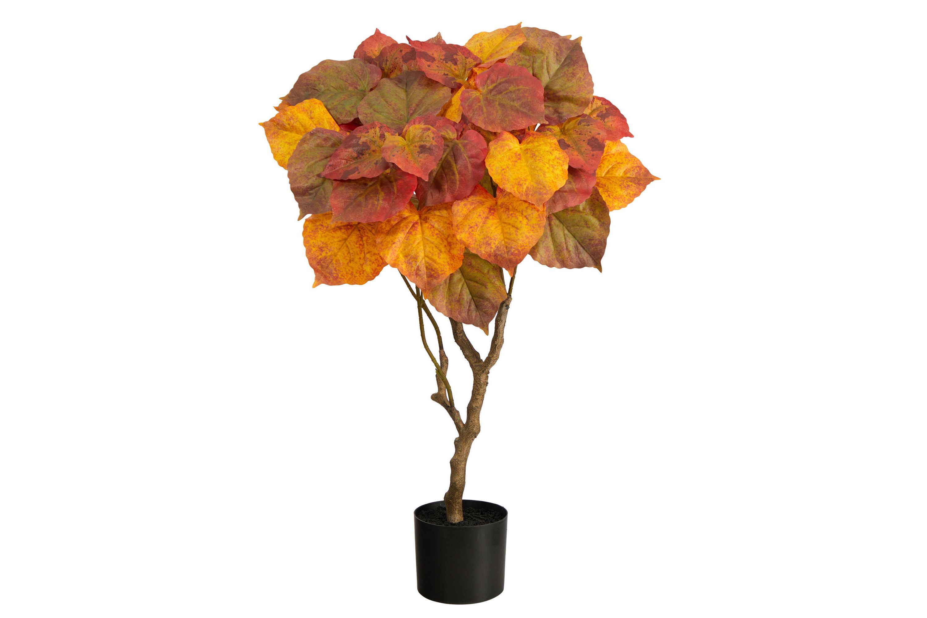 3-Foot Autumn Umbrella Ficus Tree