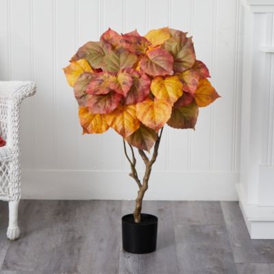 3-Foot Autumn Umbrella Ficus Tree