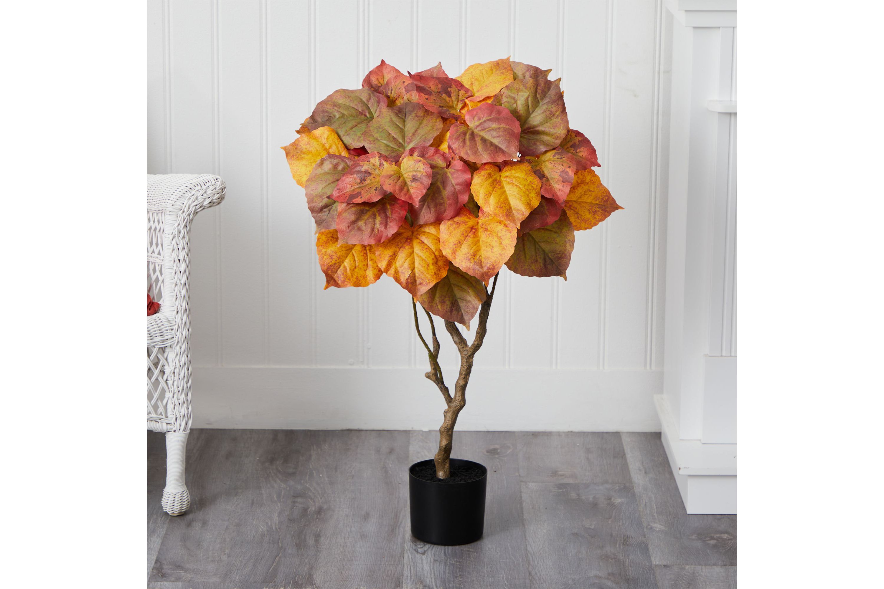 3-Foot Autumn Umbrella Ficus Tree