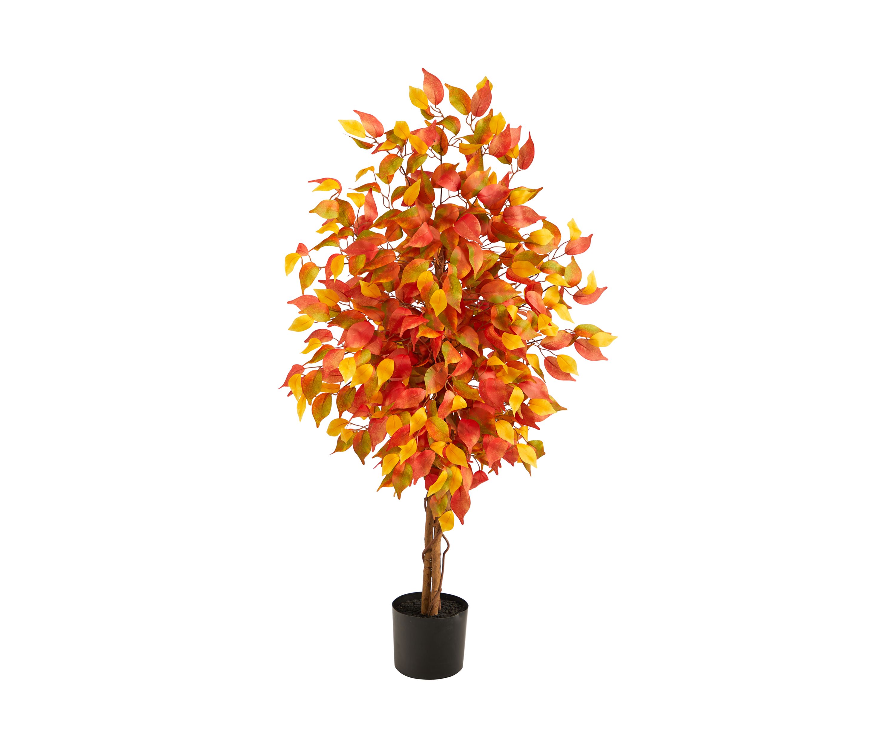 Autumn Ficus Tree