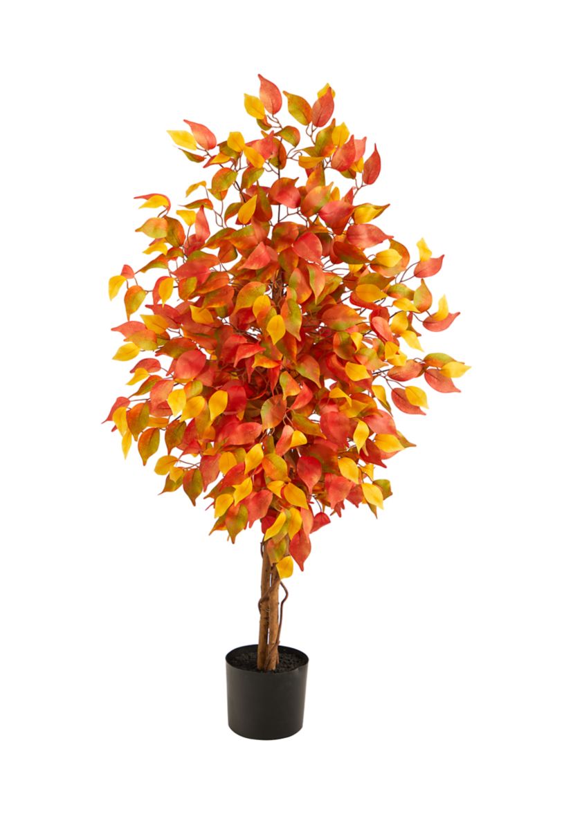 Autumn Ficus Tree