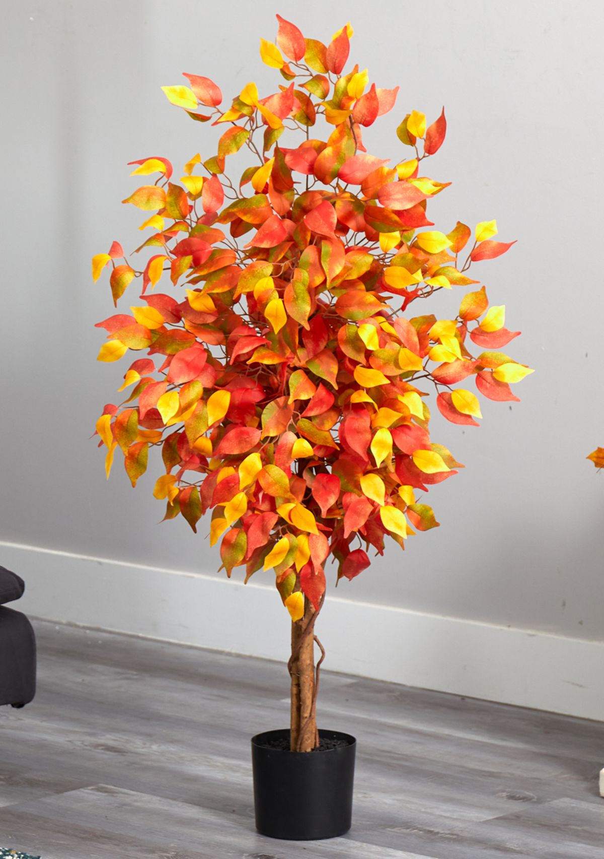 Autumn Ficus Tree