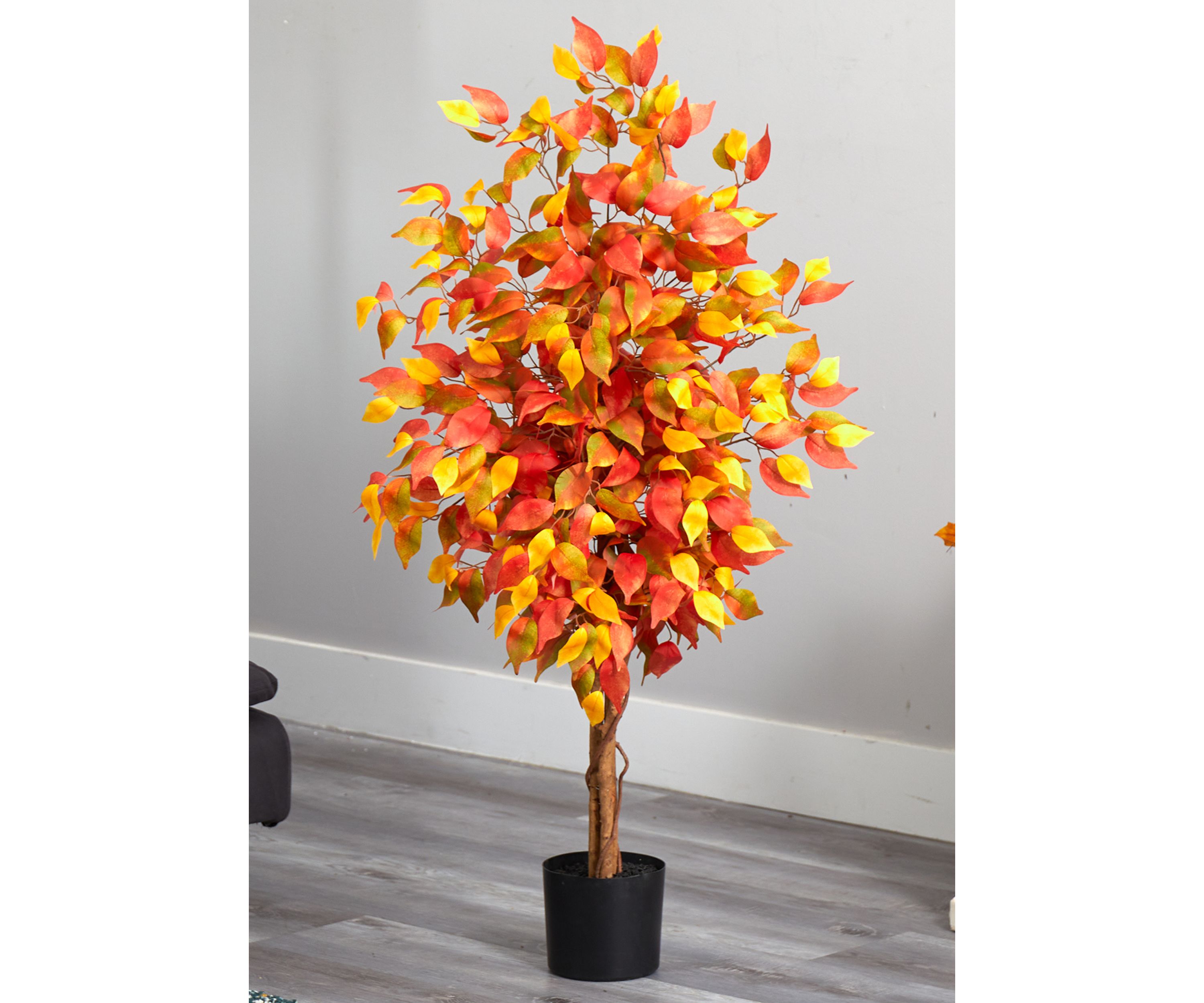 Autumn Ficus Tree
