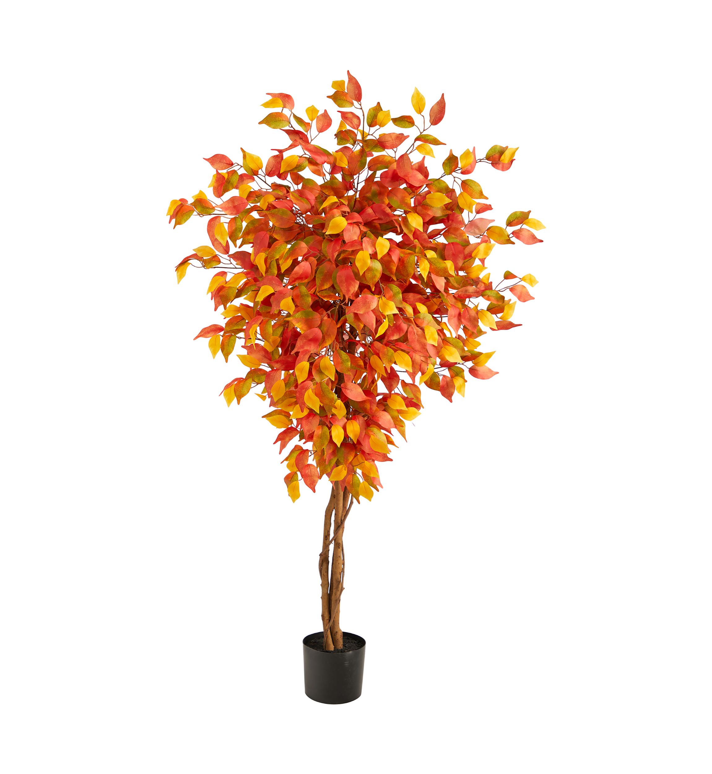 Autumn Ficus Tree