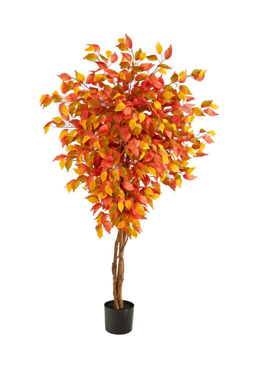 Autumn Ficus Tree