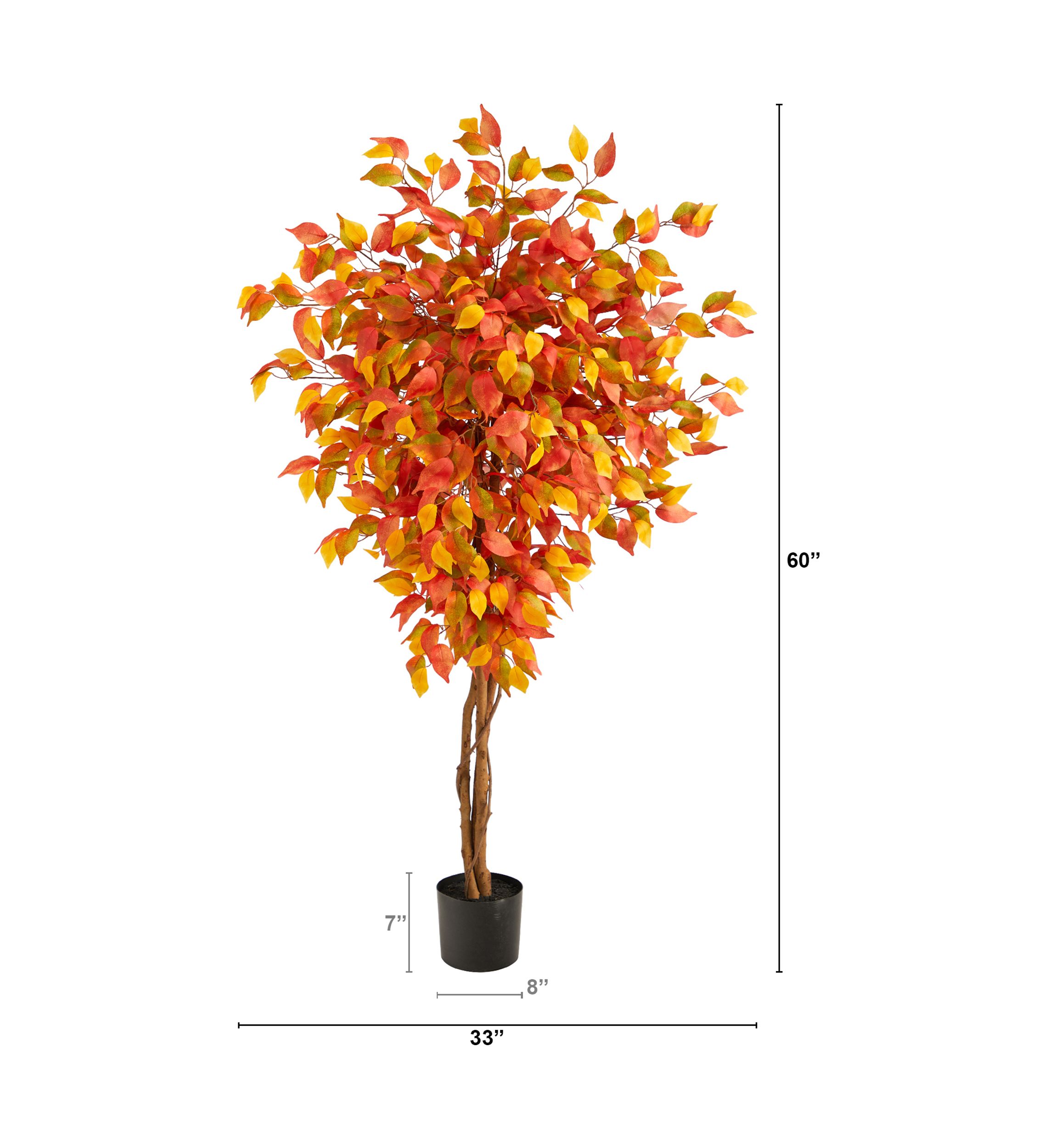 Autumn Ficus Tree