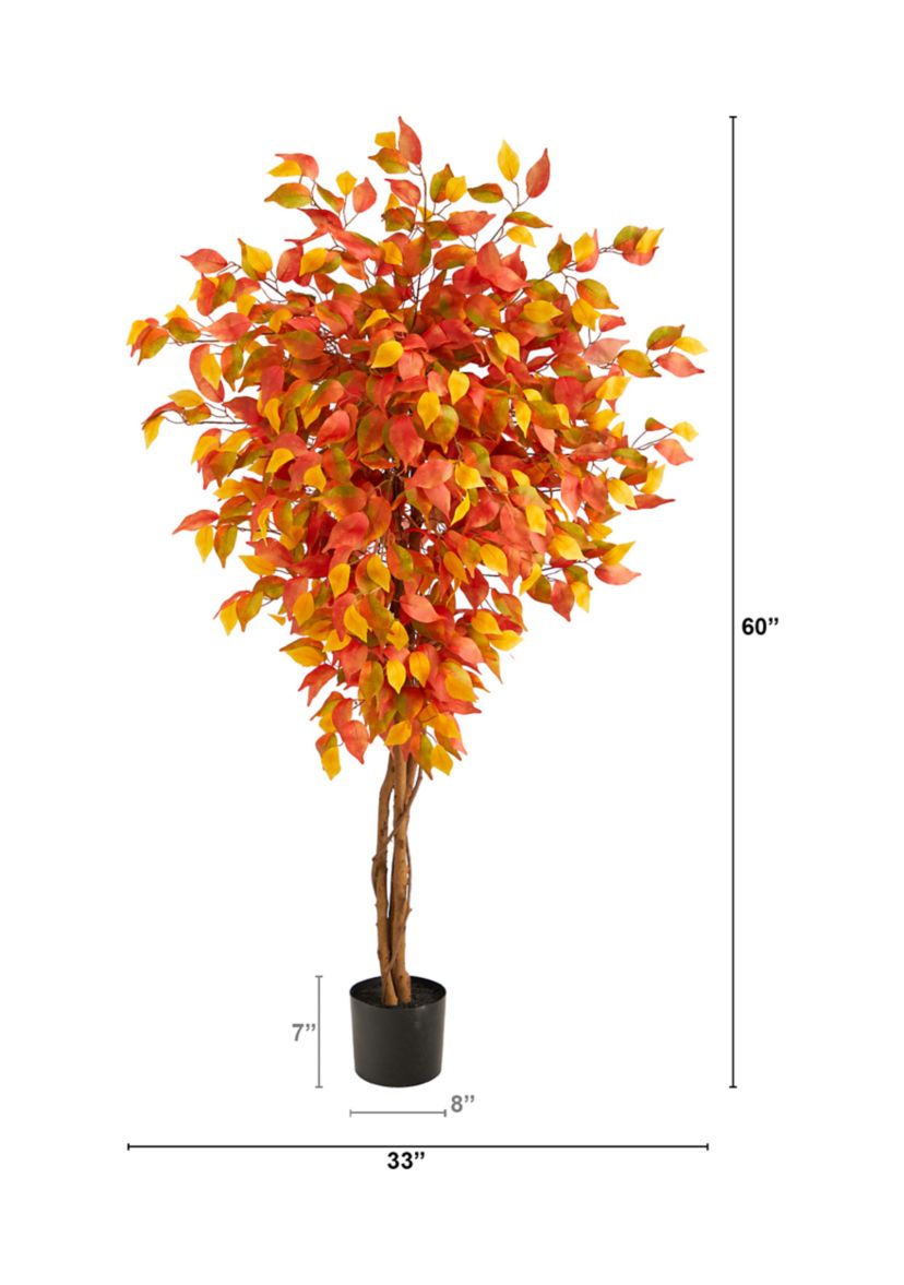 Autumn Ficus Tree