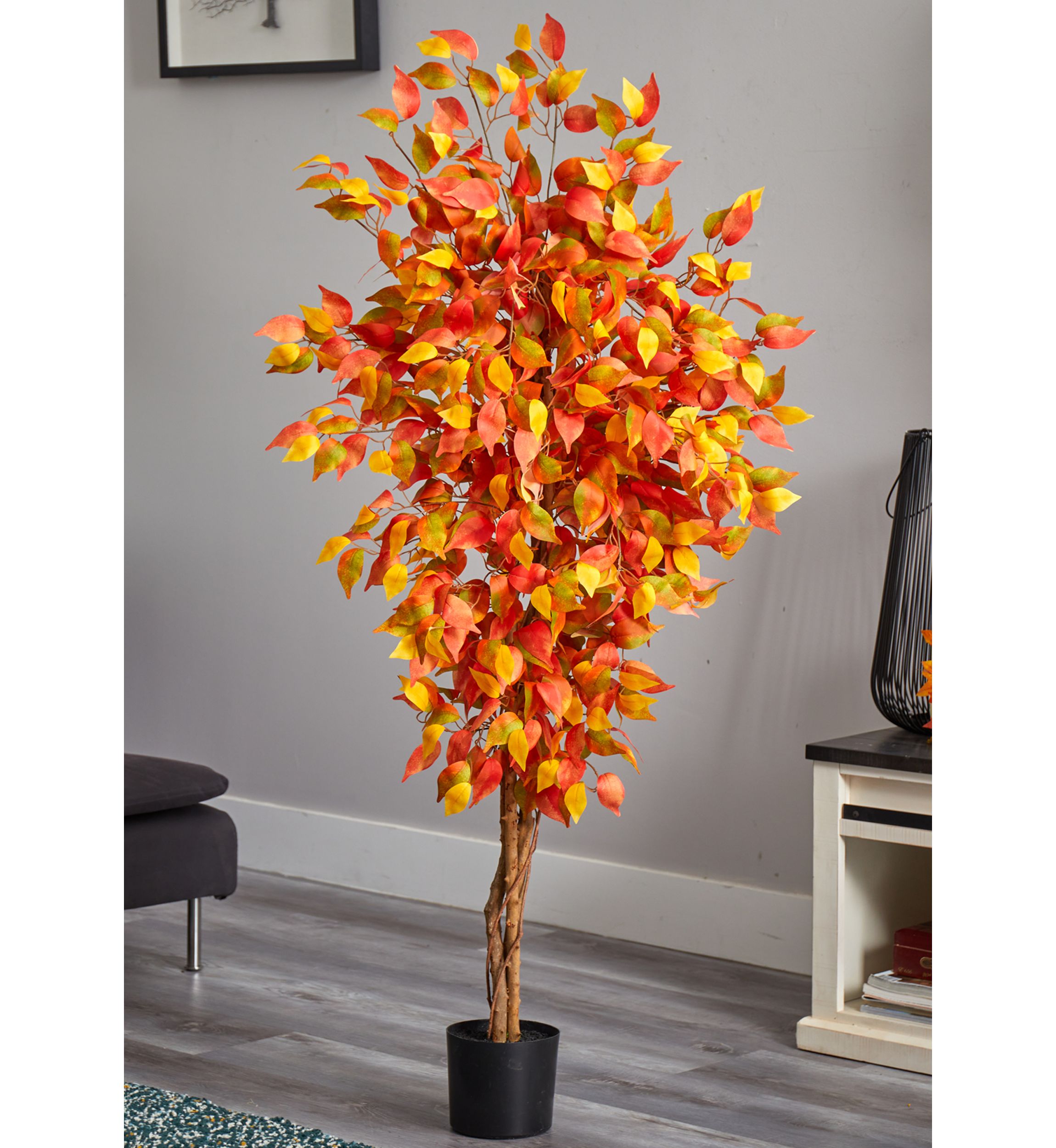 Autumn Ficus Tree