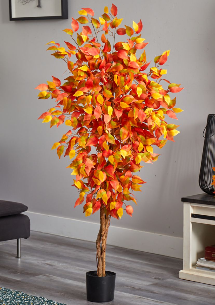 Autumn Ficus Tree
