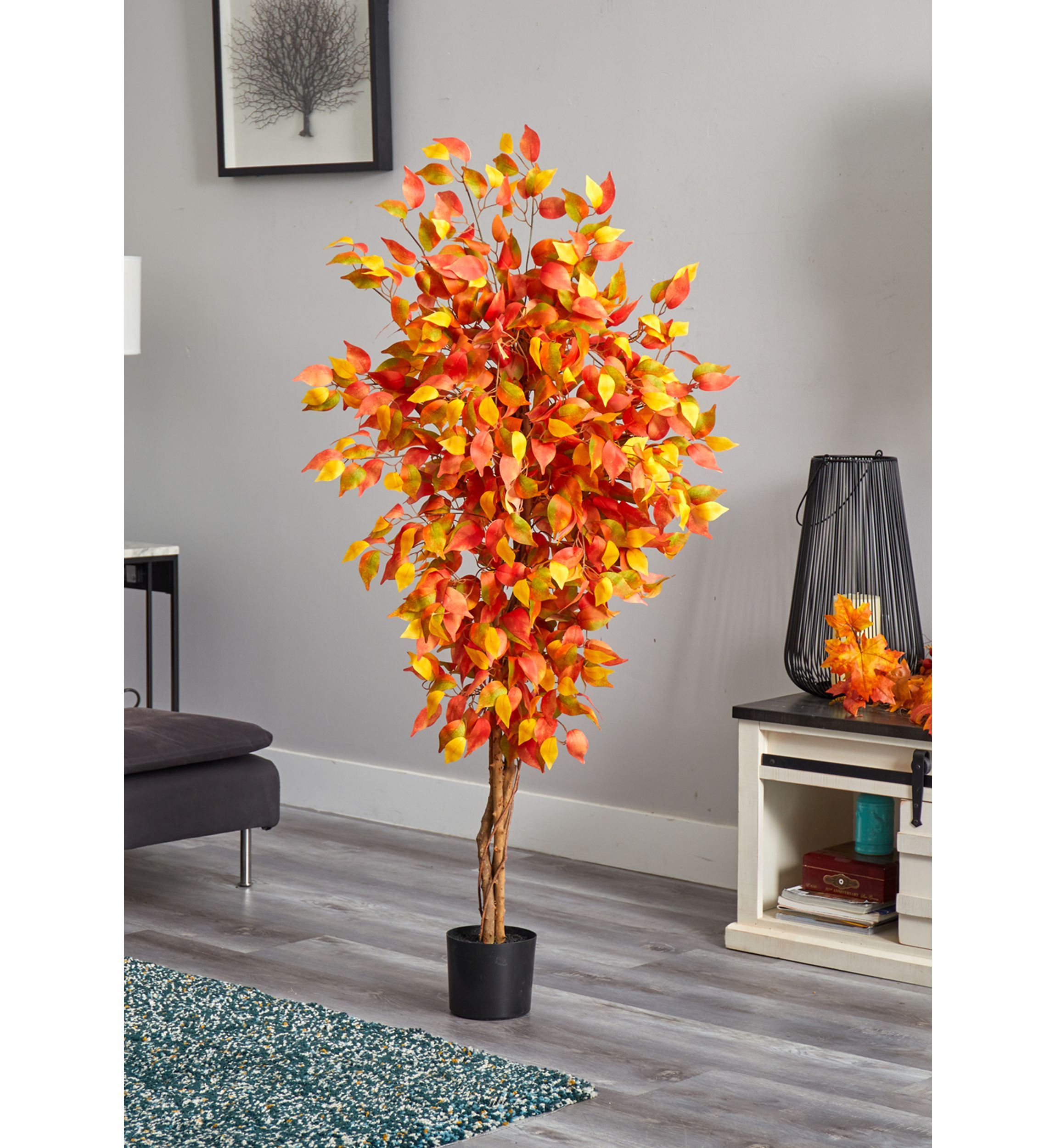 Autumn Ficus Tree