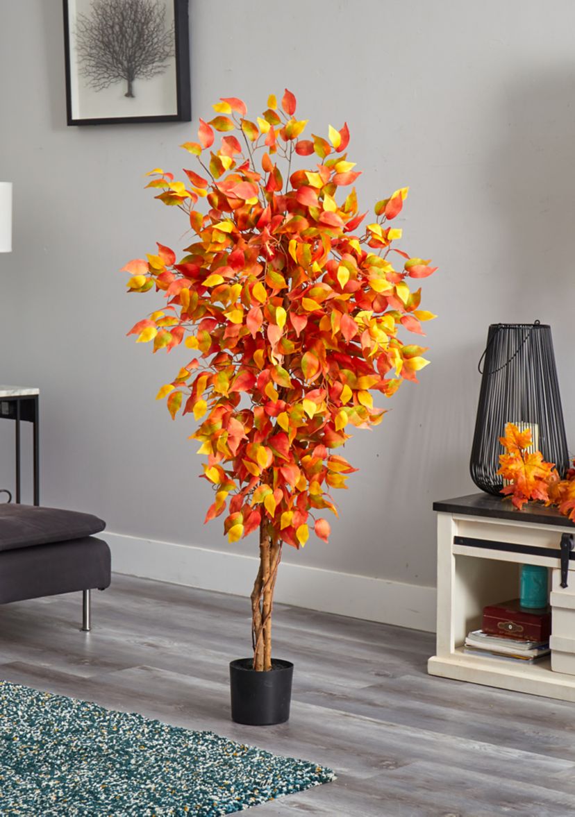 Autumn Ficus Tree