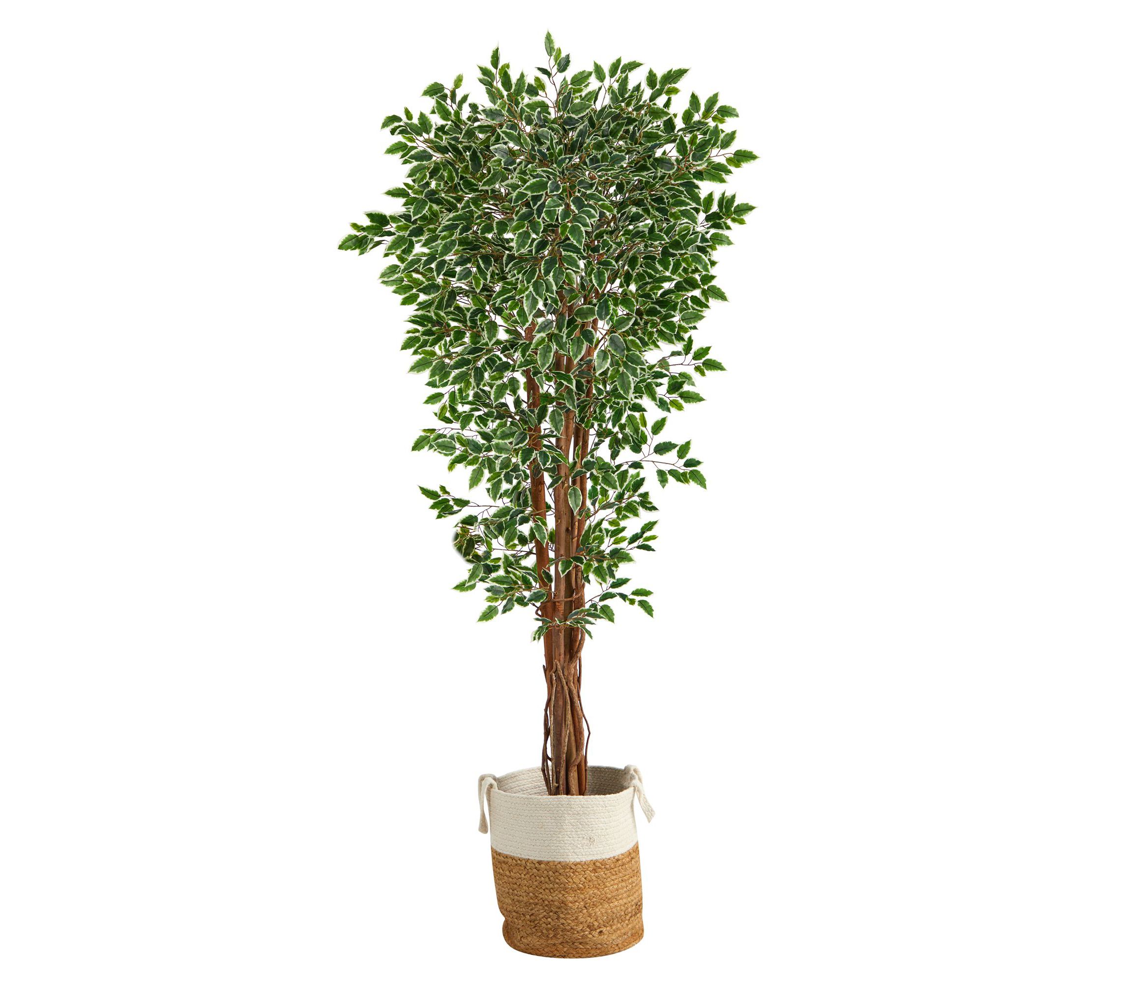 70-Inch Variegated Ficus Artificial Tree in Handmade Natural Jute and Cotton Planter UV Resistant (Indoor/Outdoor)