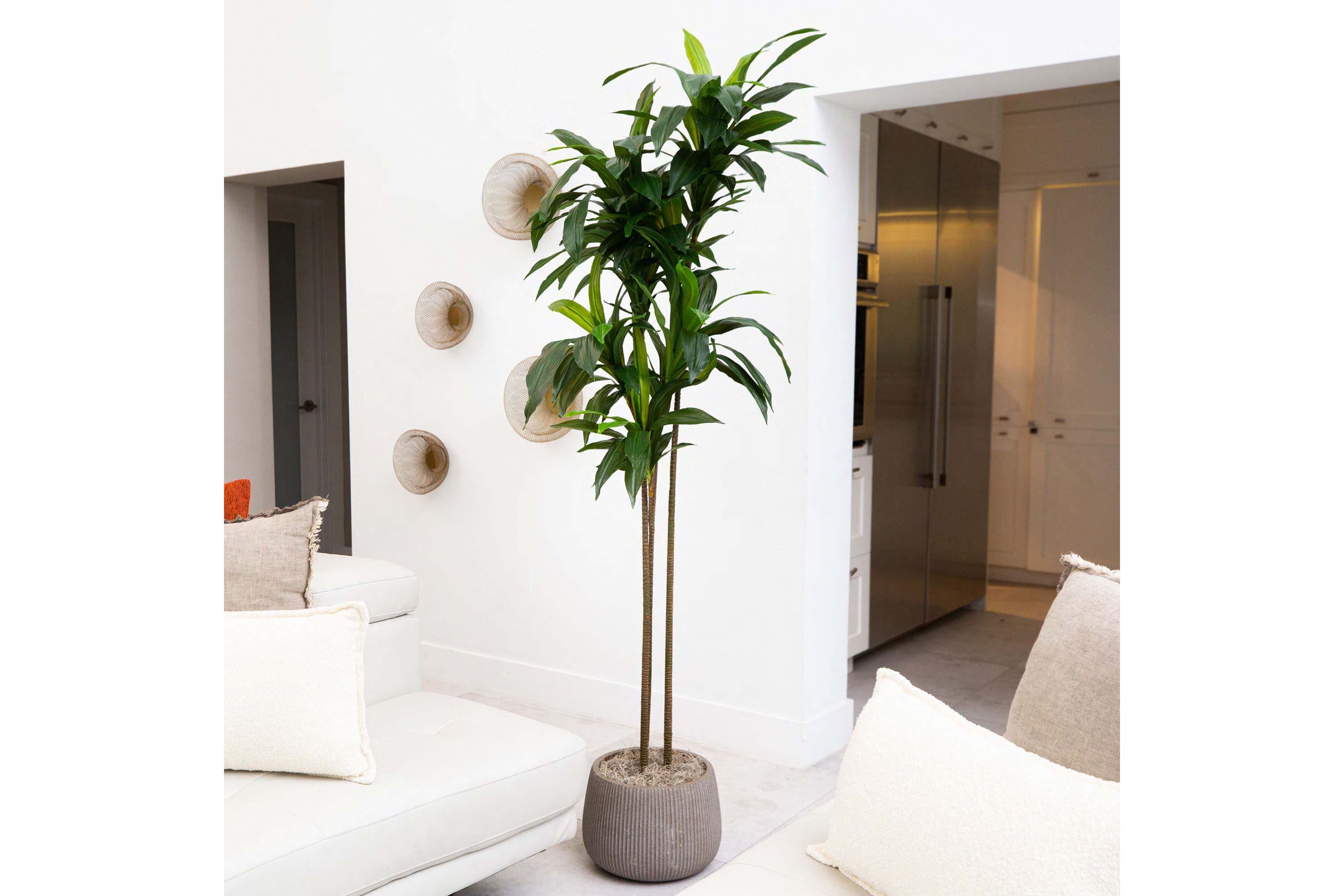 7ft. Artificial Dracaena Tree with Real Touch Leaves
