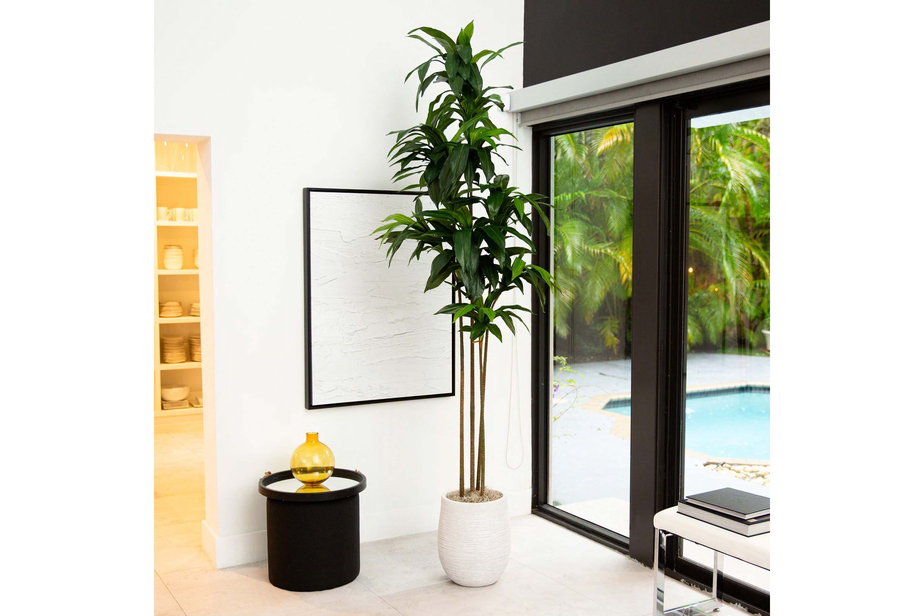 9ft. Artificial Dracaena Tree with Real Touch Leaves