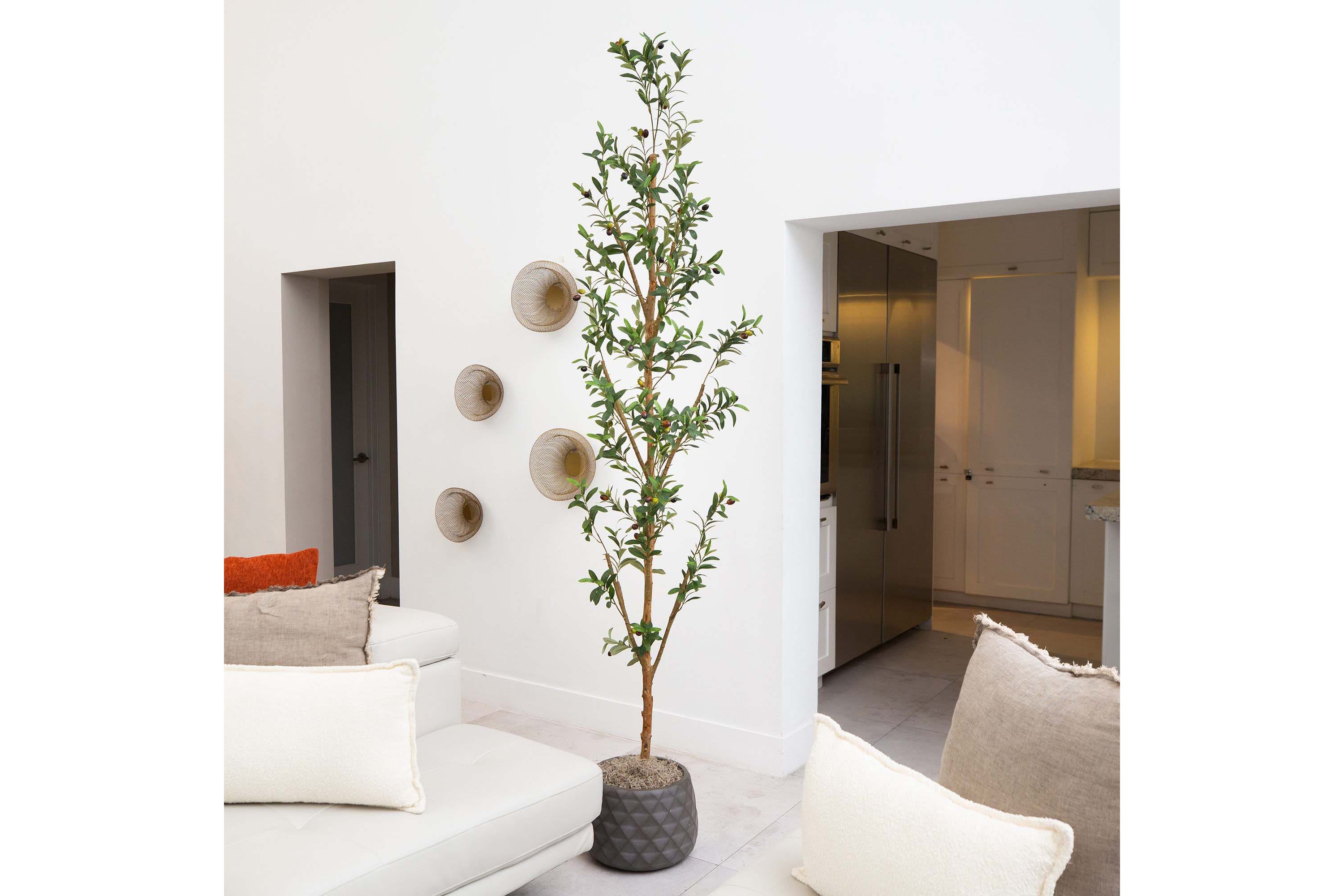 8ft. Artificial Olive Tree with Natural Trunk