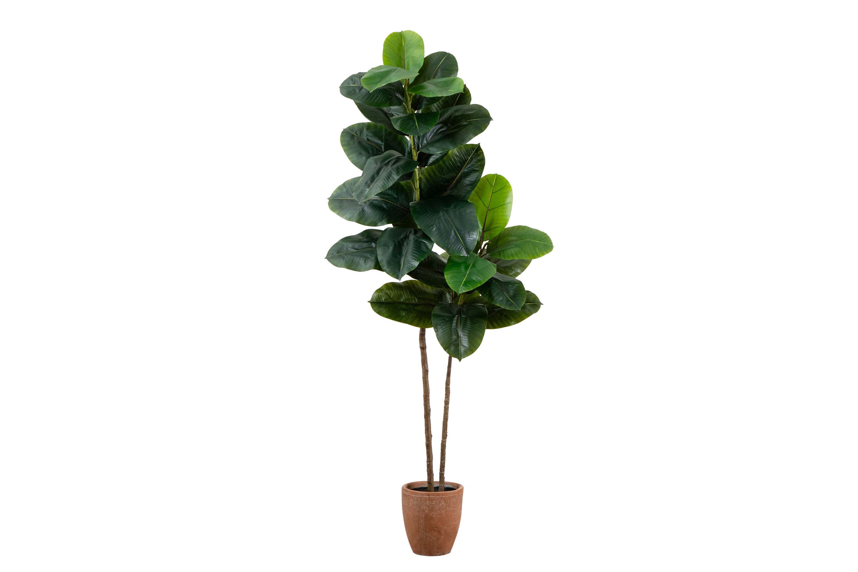 6ft. Artificial Rubber Tree in Decorative Planter with Real Touch Leaves