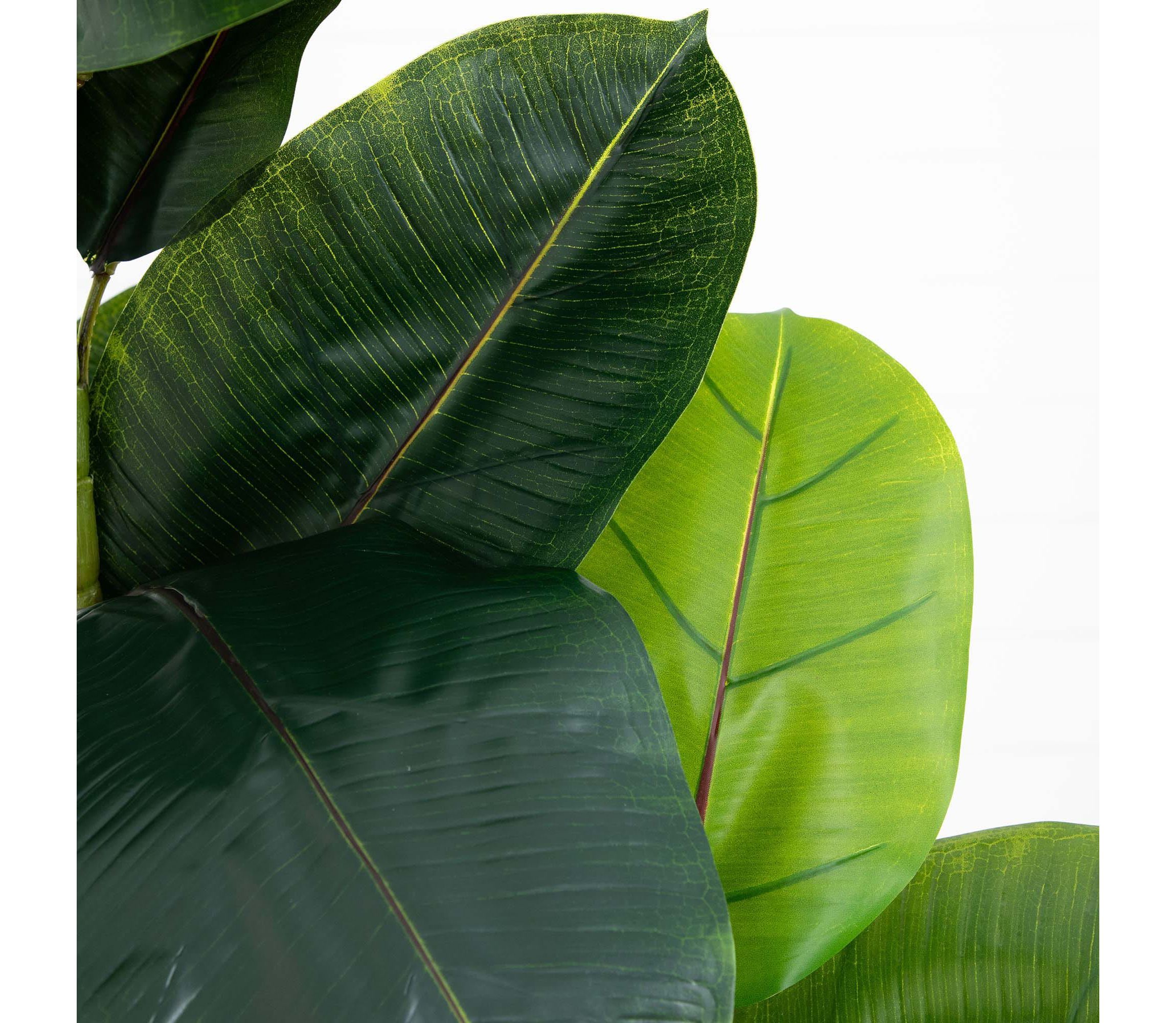 6ft. Artificial Rubber Tree in Decorative Planter with Real Touch Leaves