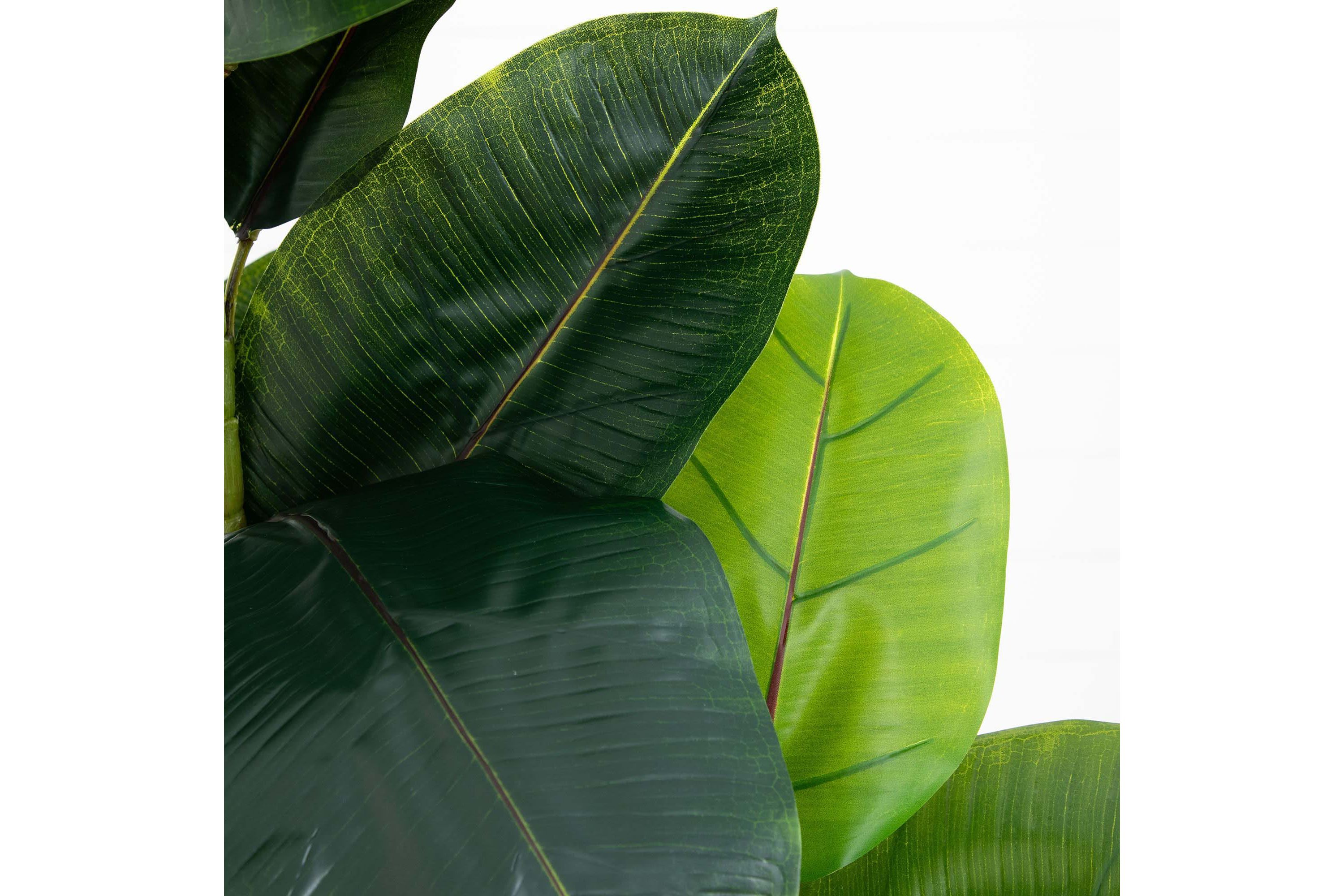 6ft. Artificial Rubber Tree in Decorative Planter with Real Touch Leaves