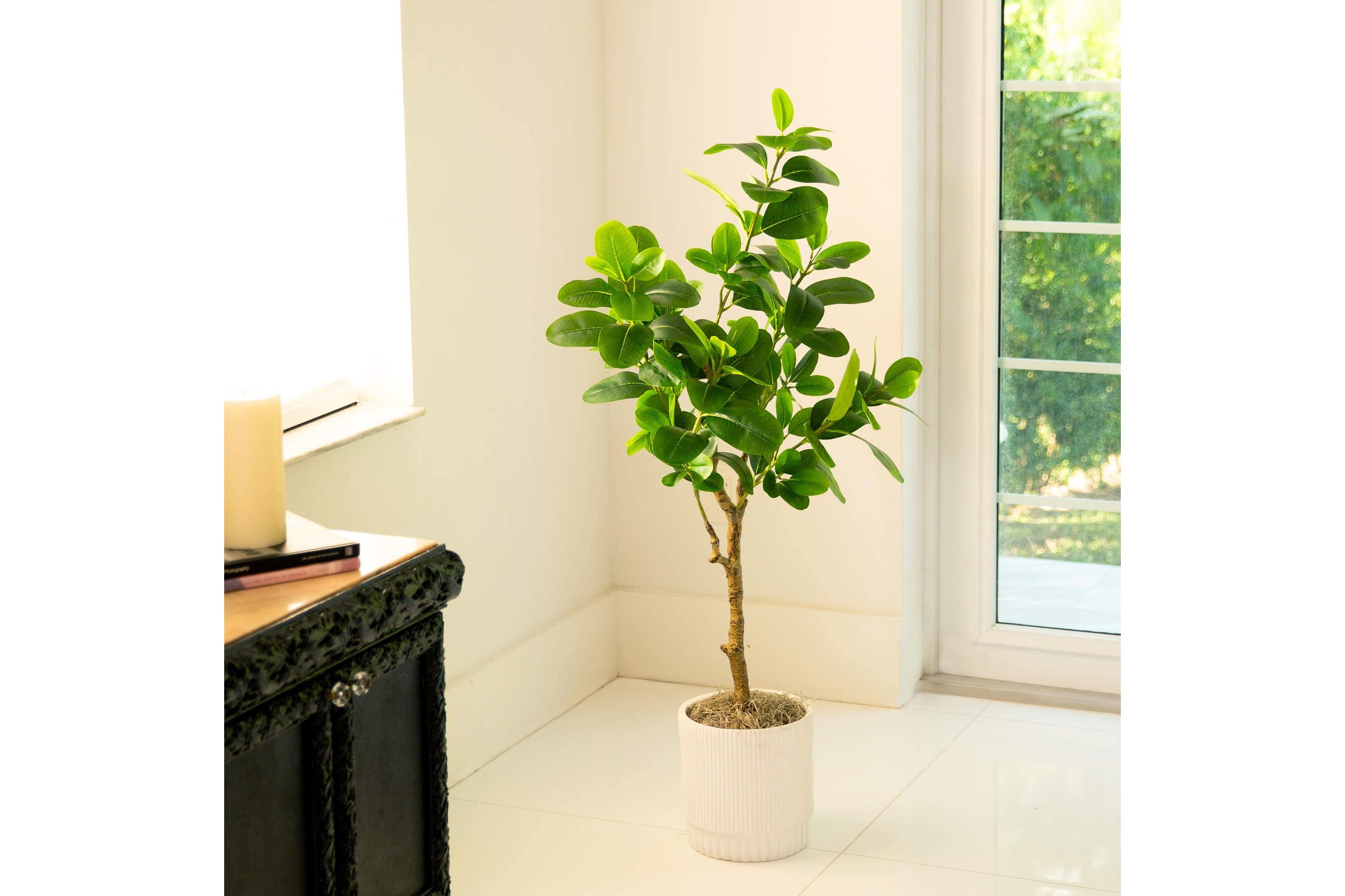 4-Foot Artificial Audrey Ficus Tree