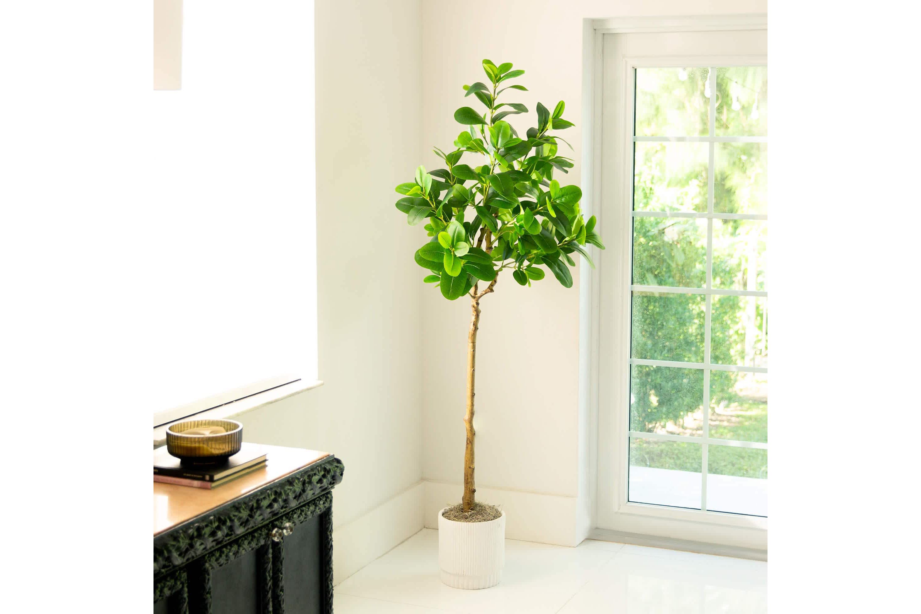 6-Foot Artificial Audrey Ficus Tree