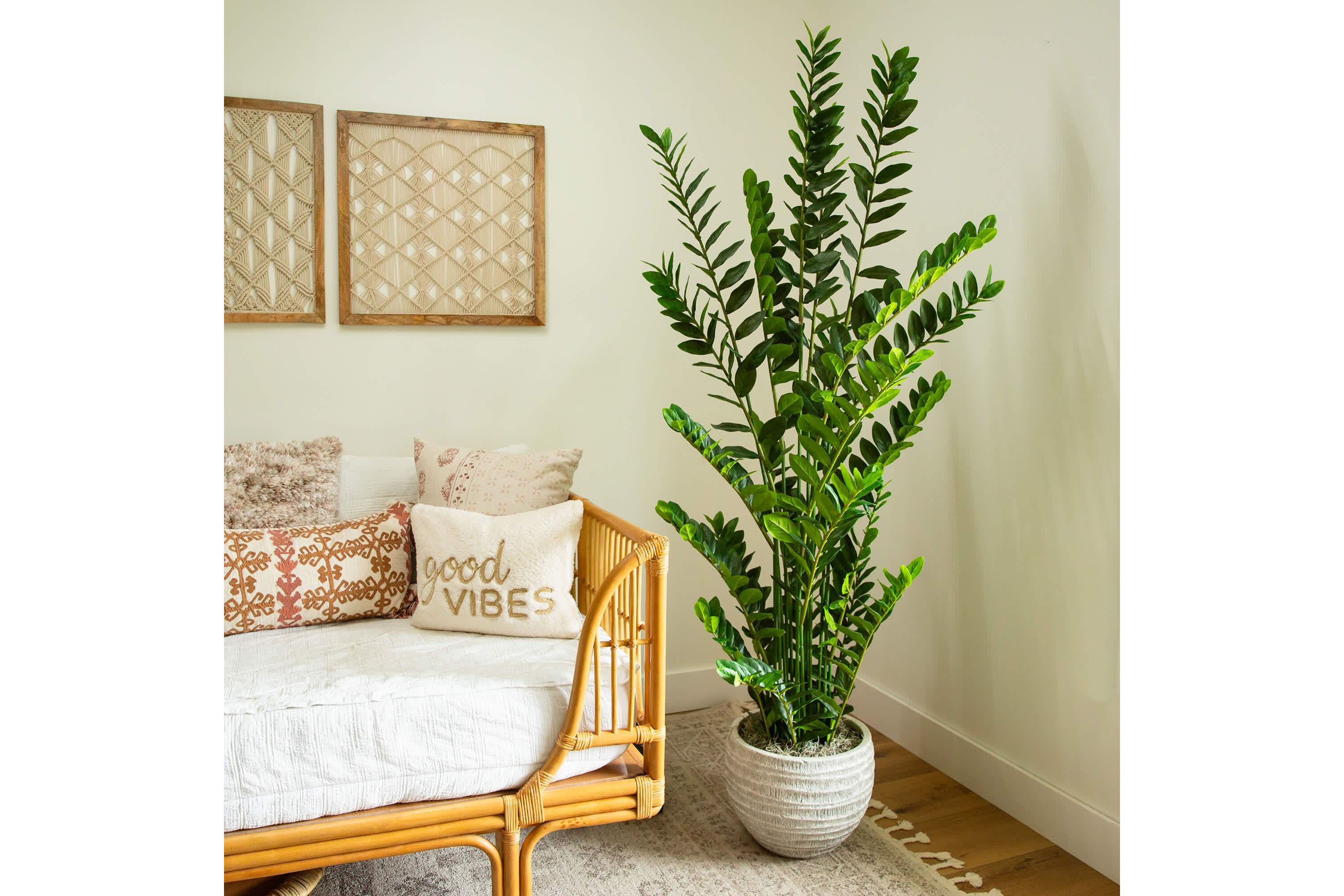 6-Foot Artificial Zamioculcas Plant