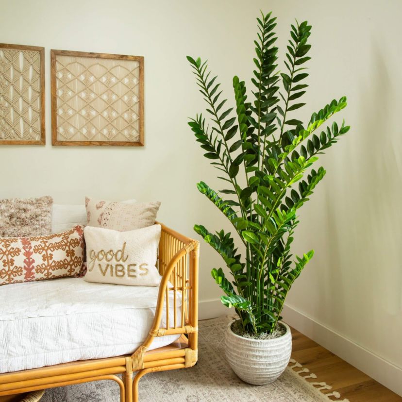 6-Foot Artificial Zamioculcas Plant