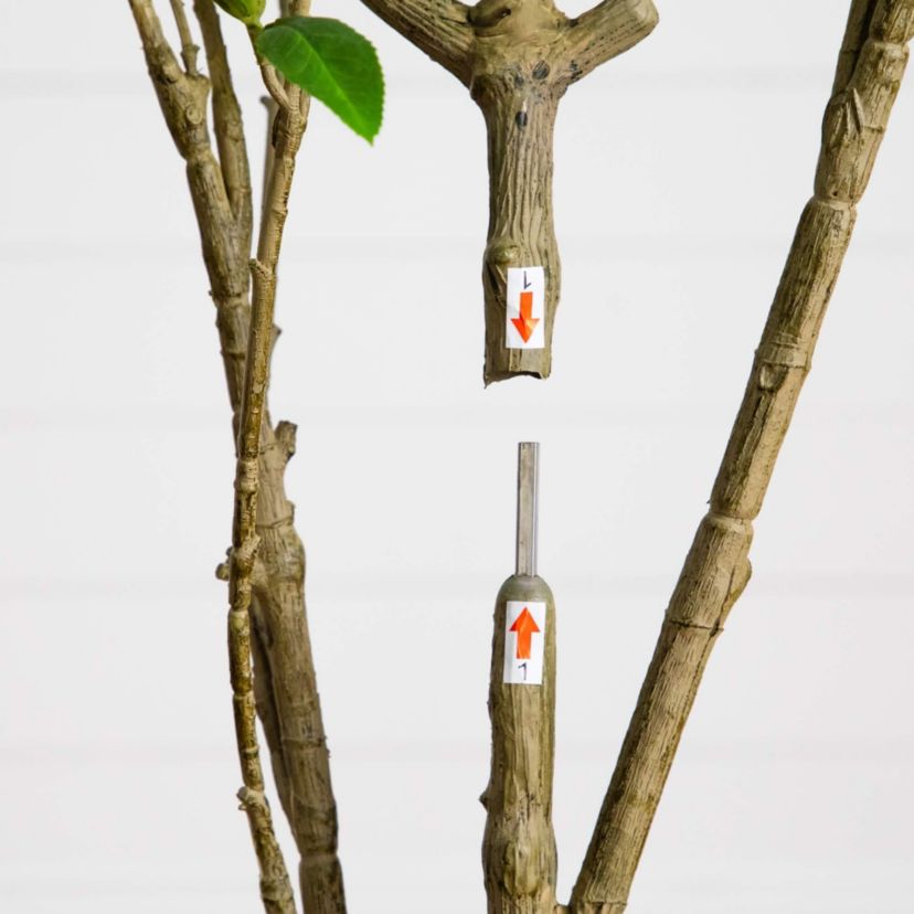6-Foot Artificial Minimalist Japanese Pieris Tree