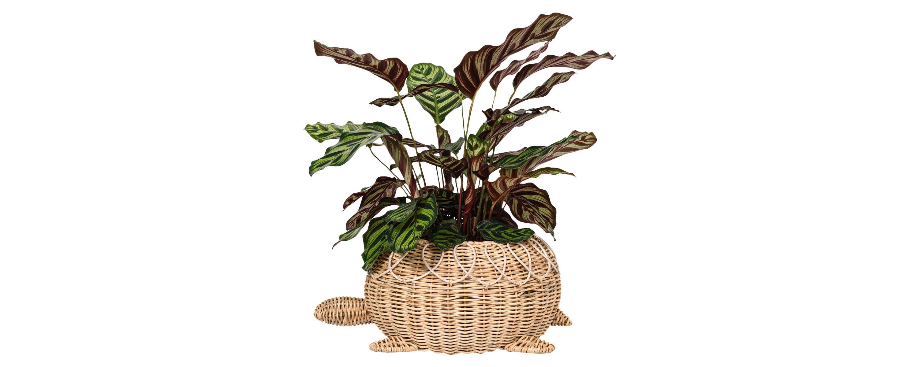 Provence Rattan Turtle Bowl - Whitewash