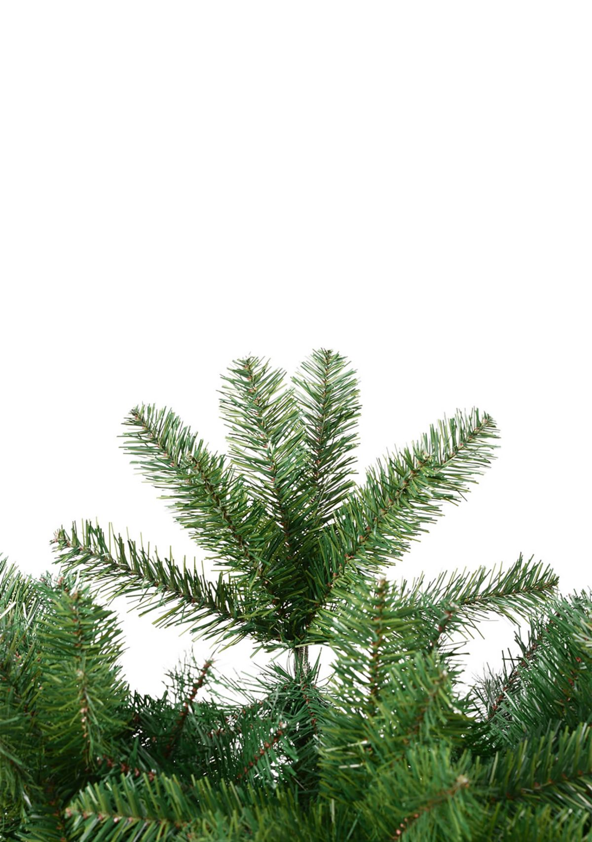 Pencil Pine Tree