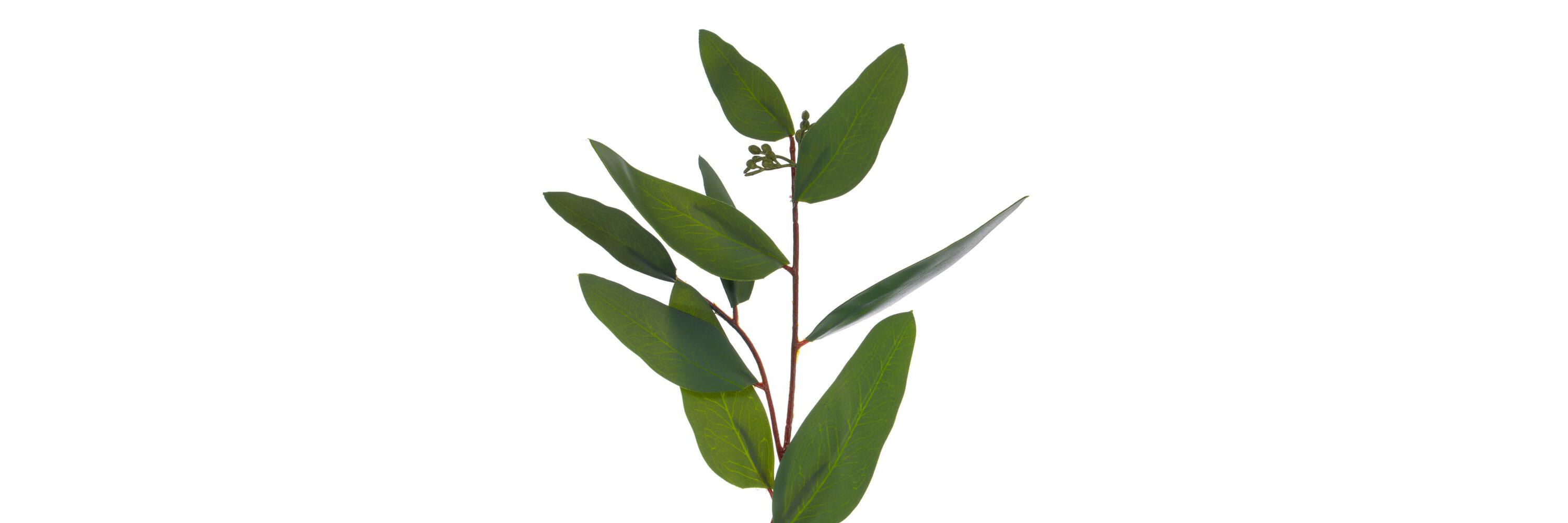 Vickerman 60" Artificial Green Seeded Willow Eucalyptus Garland