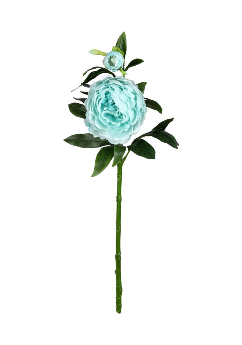 Blue Peony Bush