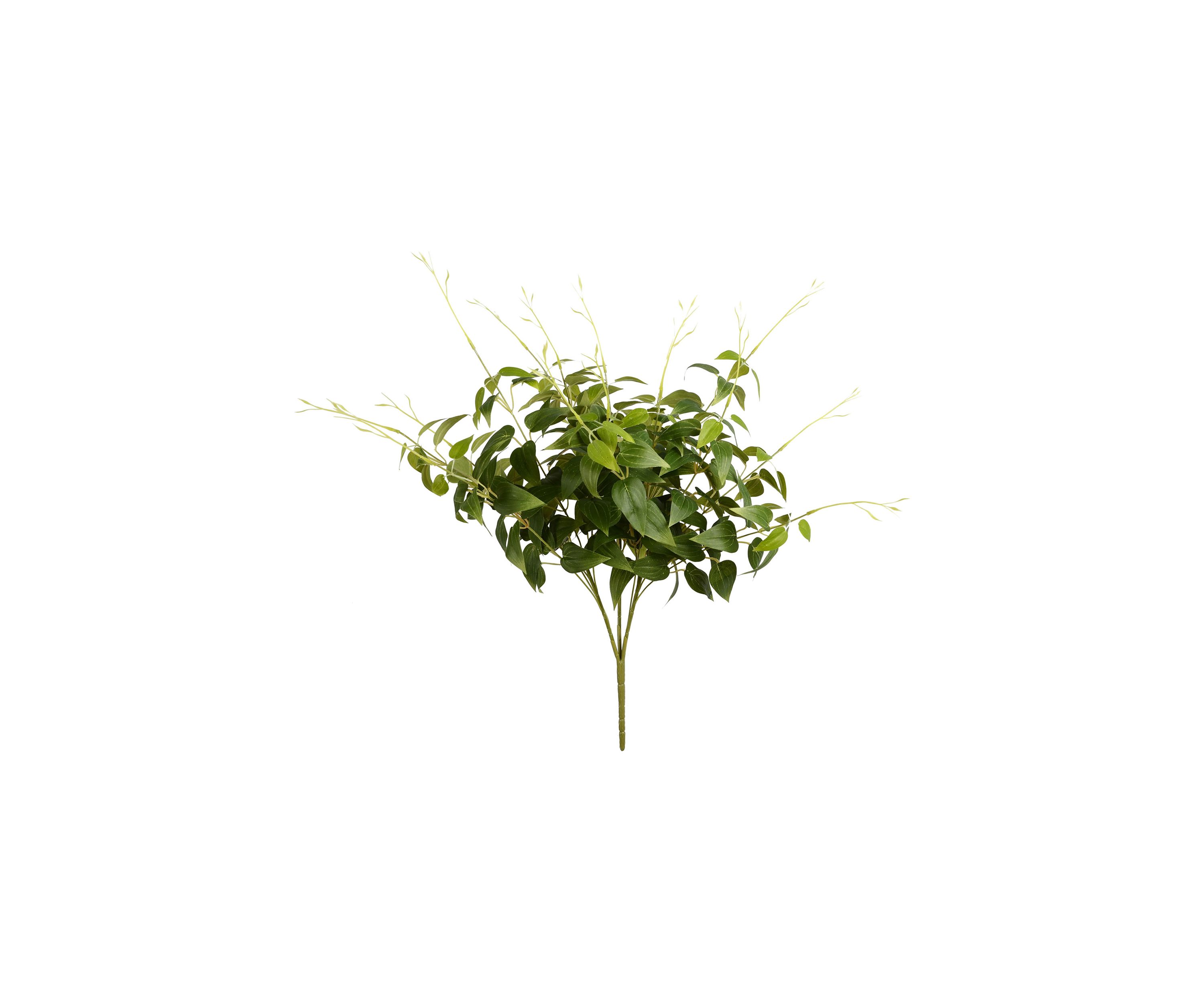 Green Clematis Spray