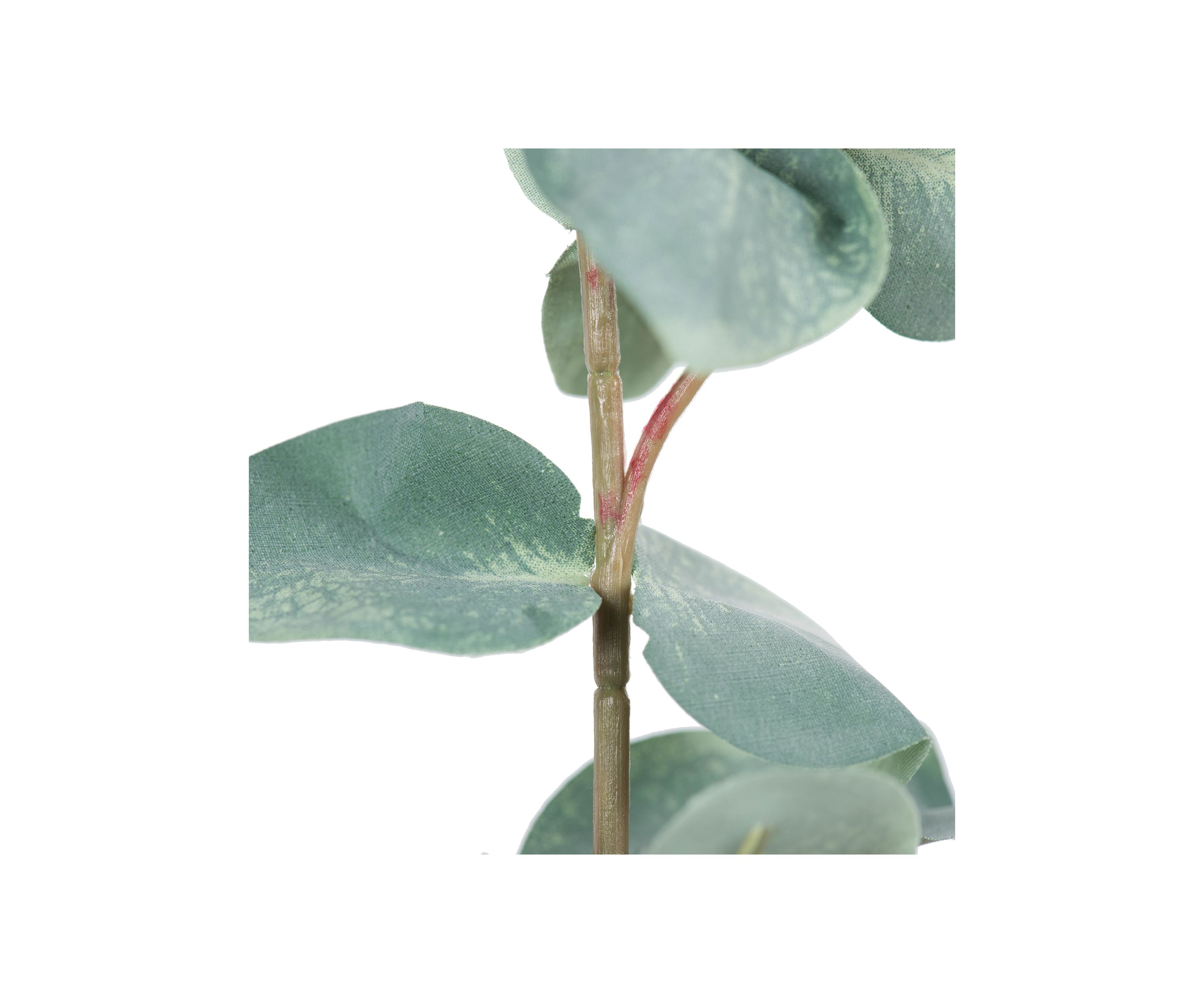 Green Eucalyptus Spray