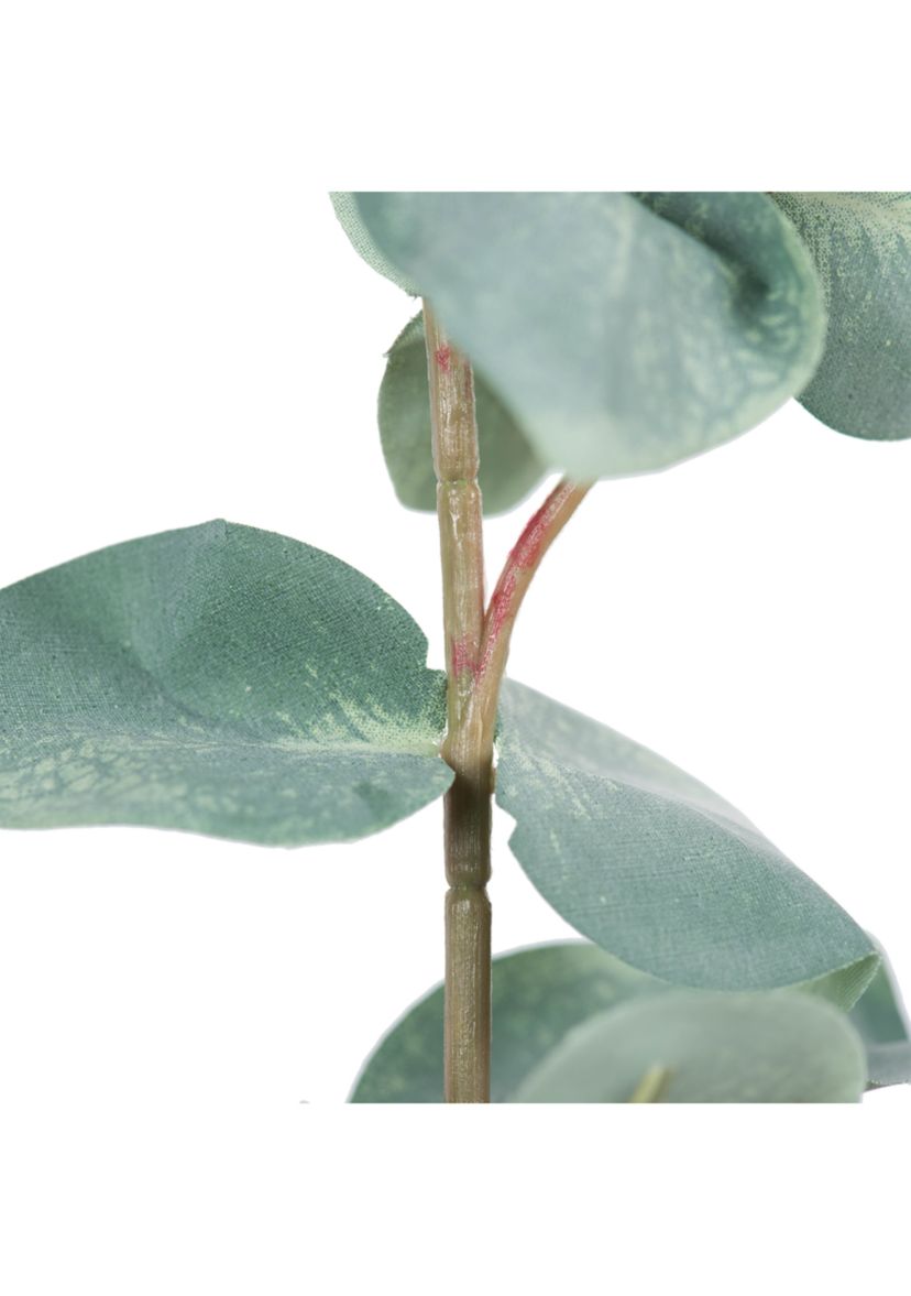 Green Eucalyptus Spray