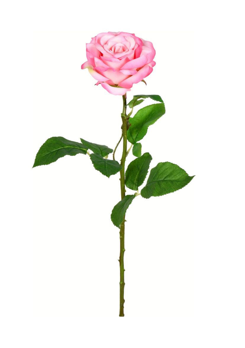 Pale Pink Rose Stem - Set of 6