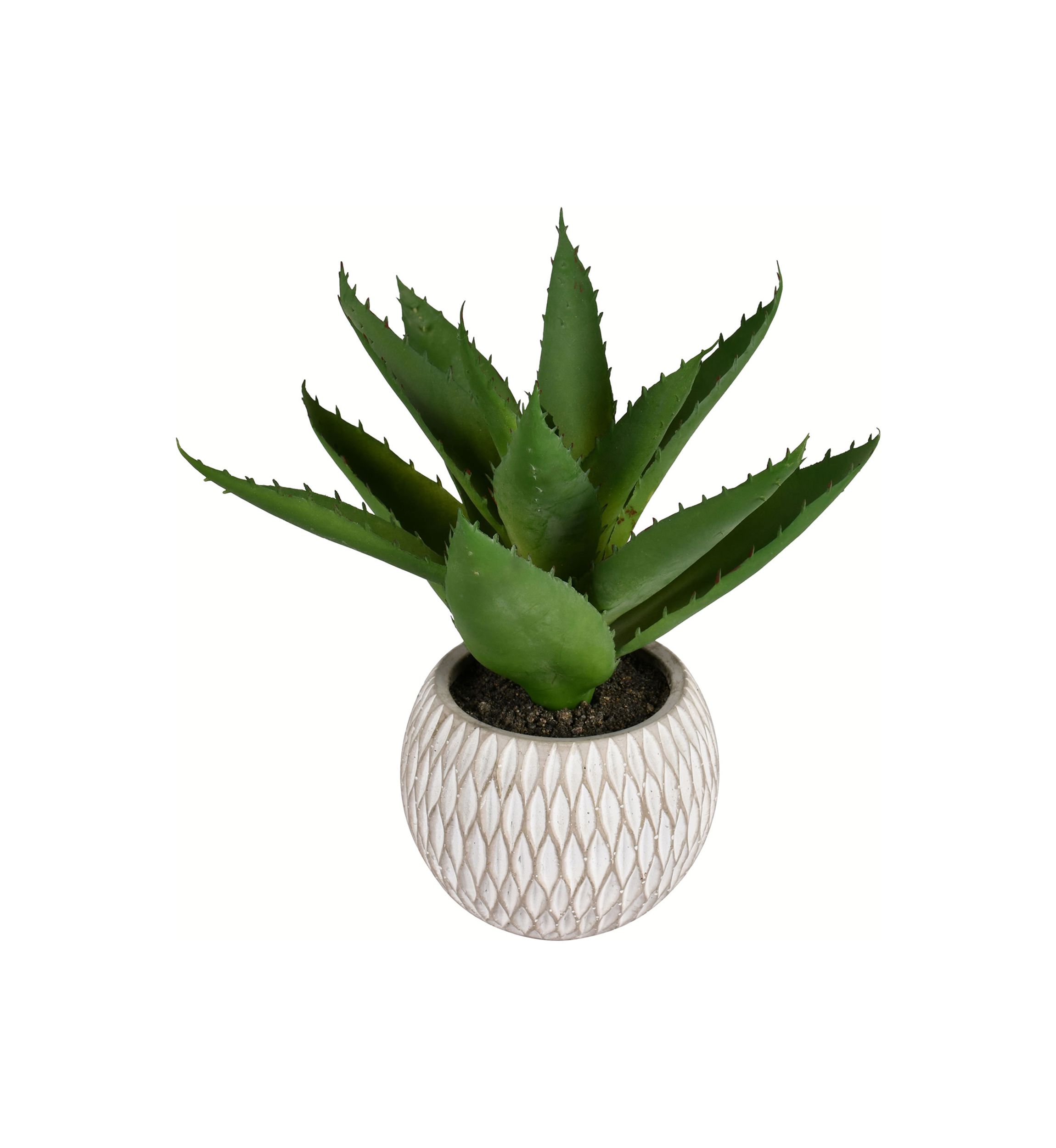 Green Succulent in Container