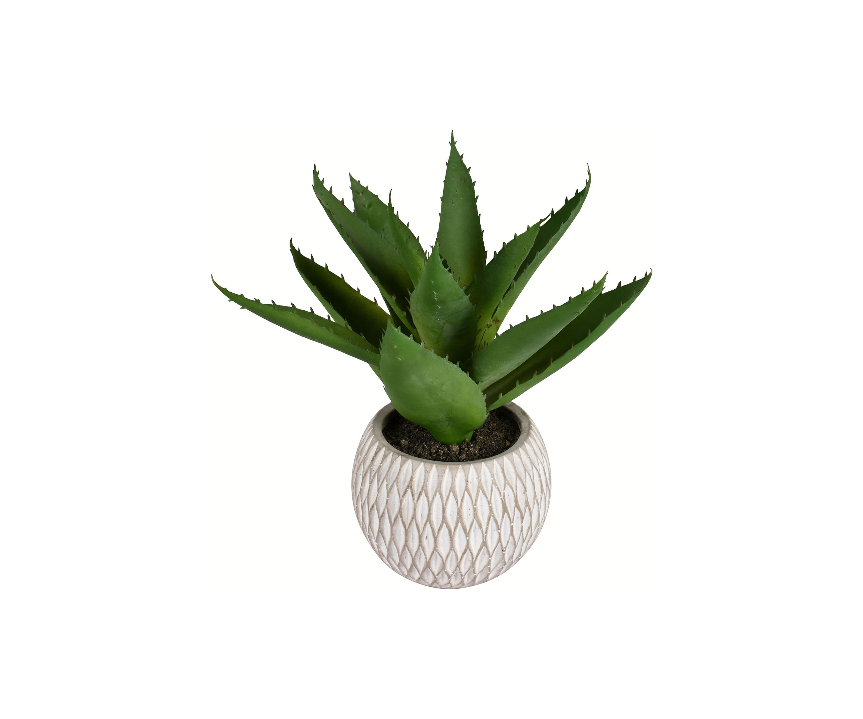 Green Succulent in Container