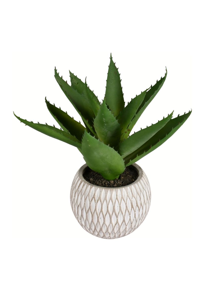 Green Succulent in Container