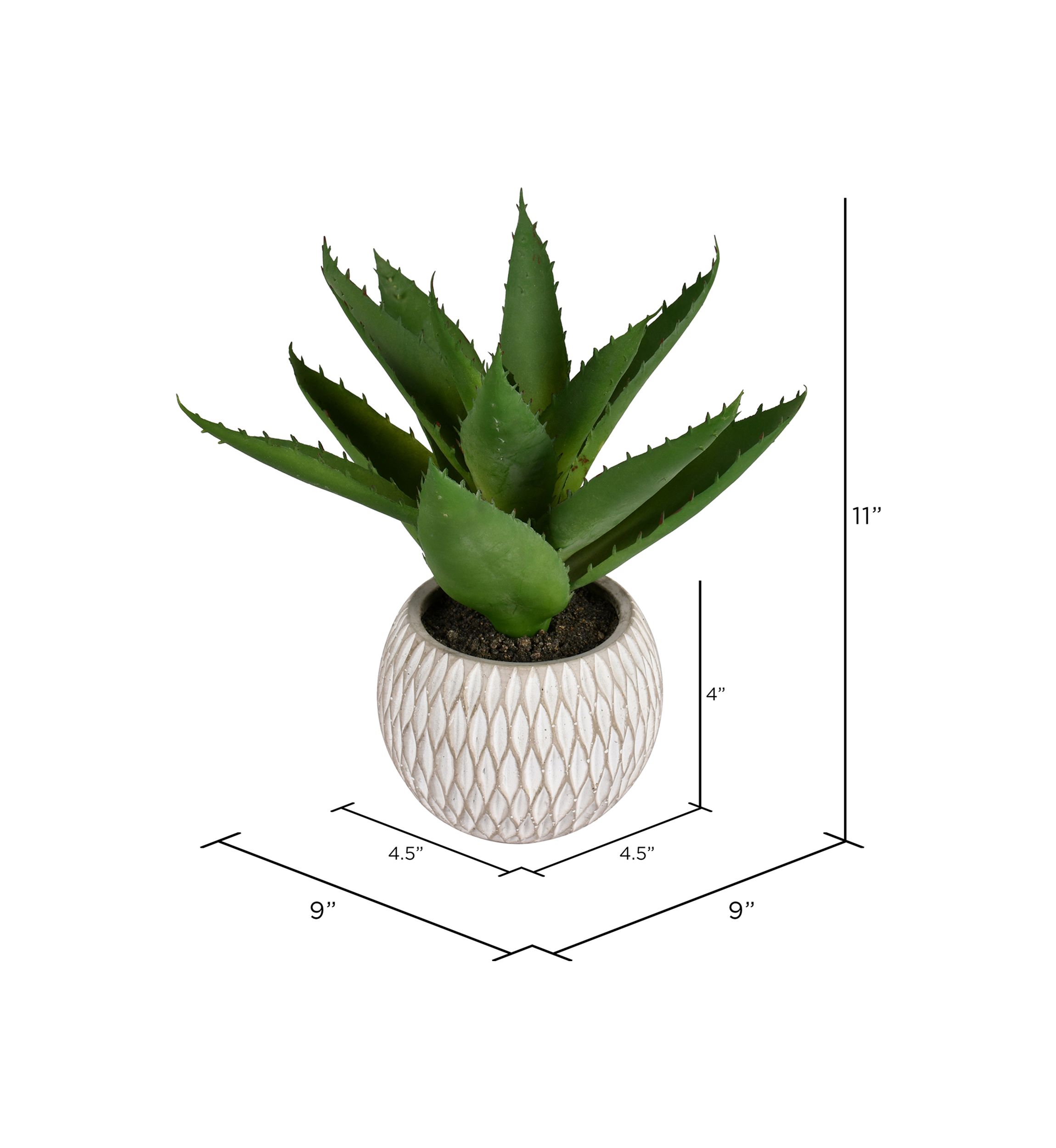 Green Succulent in Container