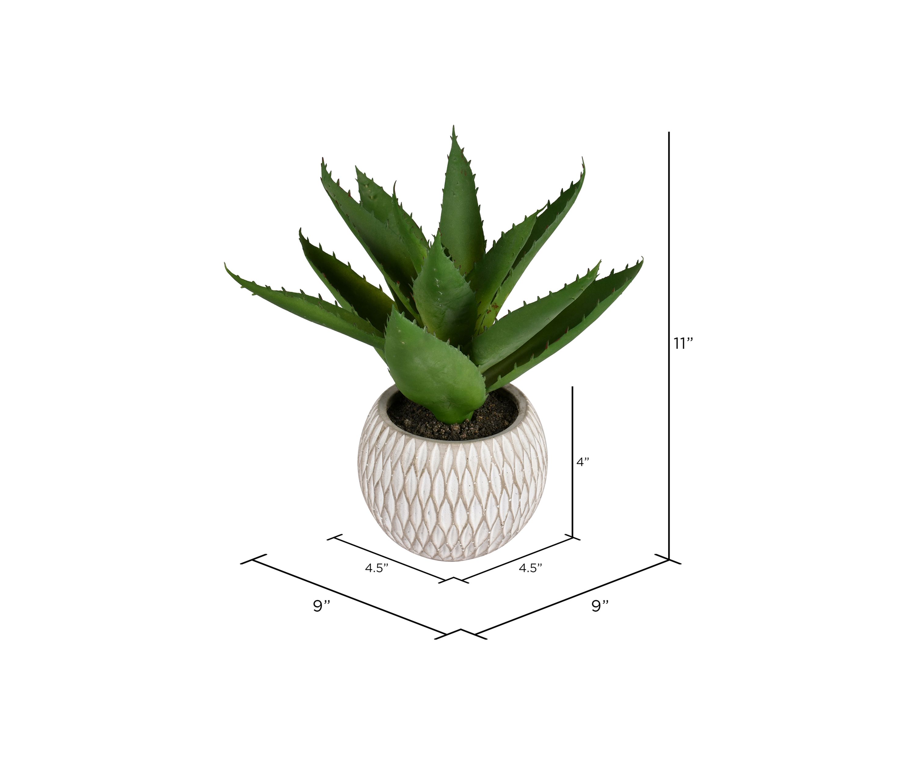 Green Succulent in Container