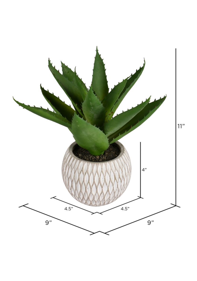 Green Succulent in Container