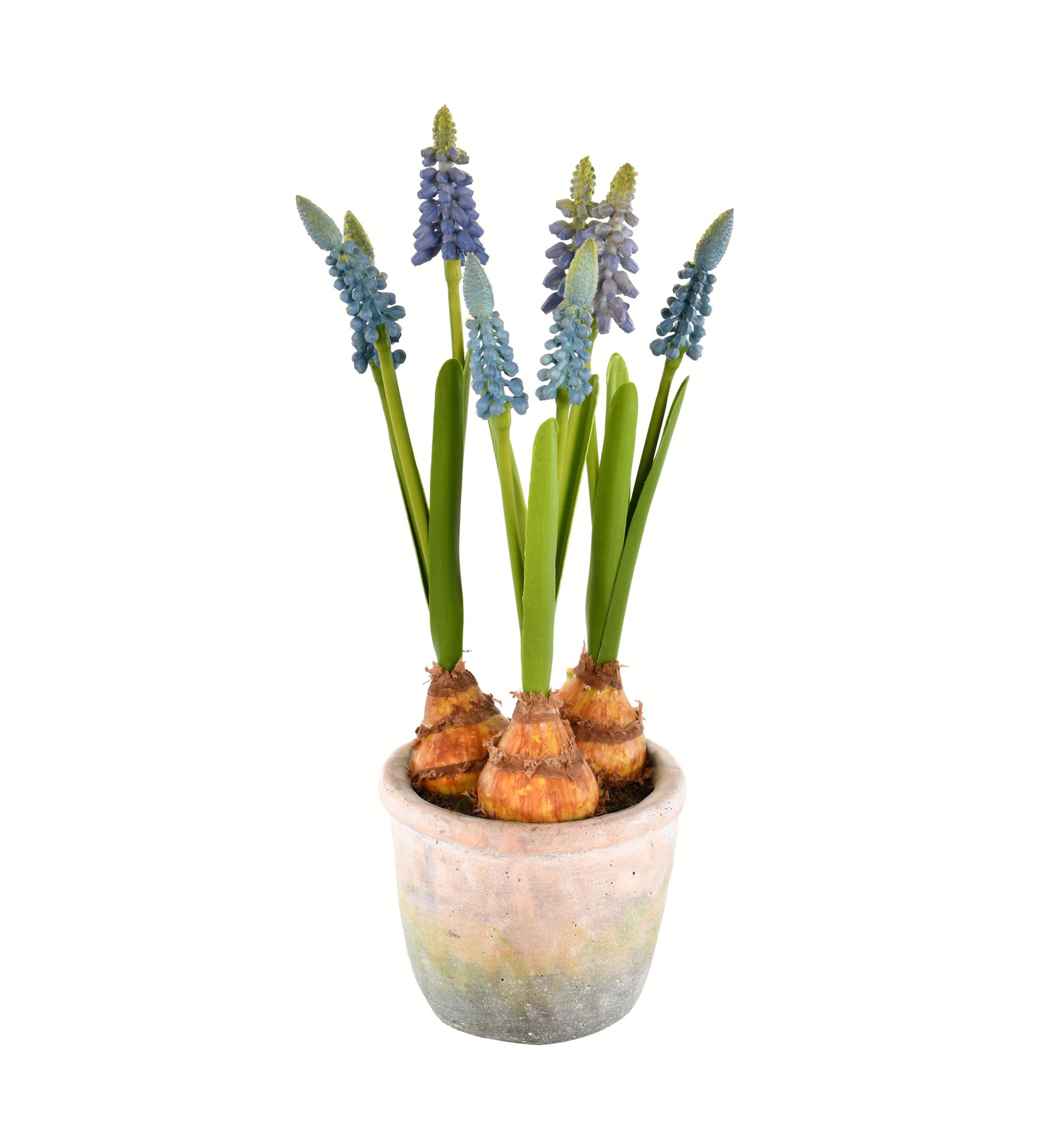 Blue Hyacinths