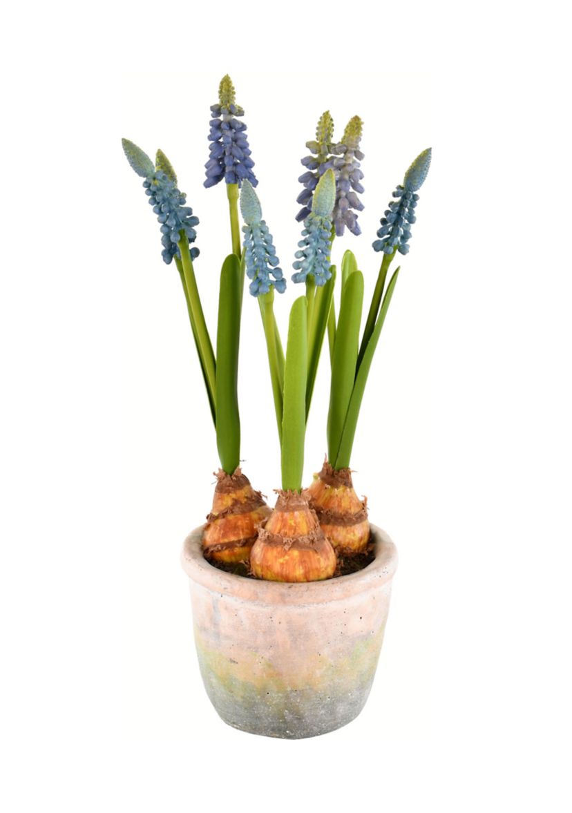 Blue Hyacinths