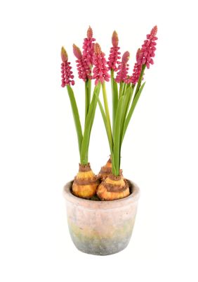 Vickerman Mauve Hyacinths in Container