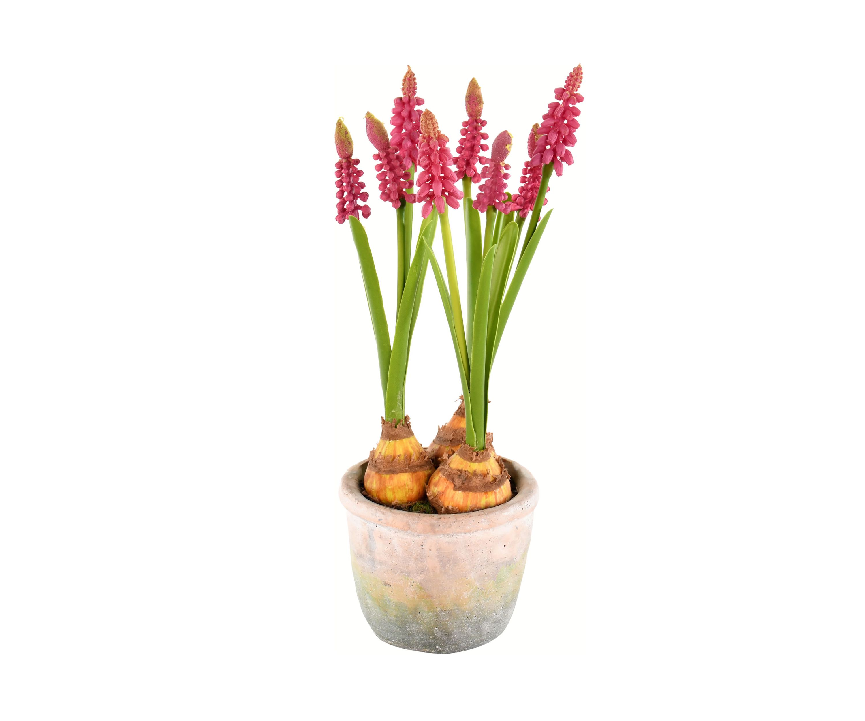 Mauve Hyacinths in Container