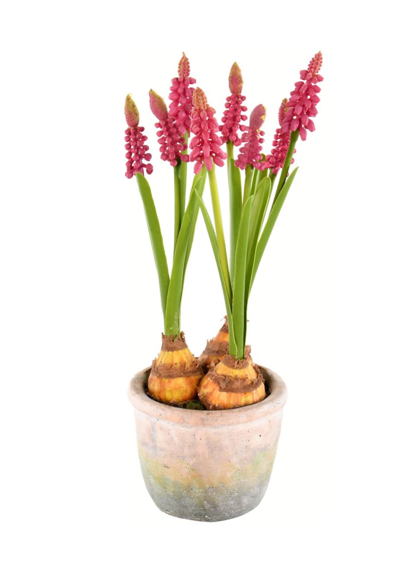 Mauve Hyacinths in Container