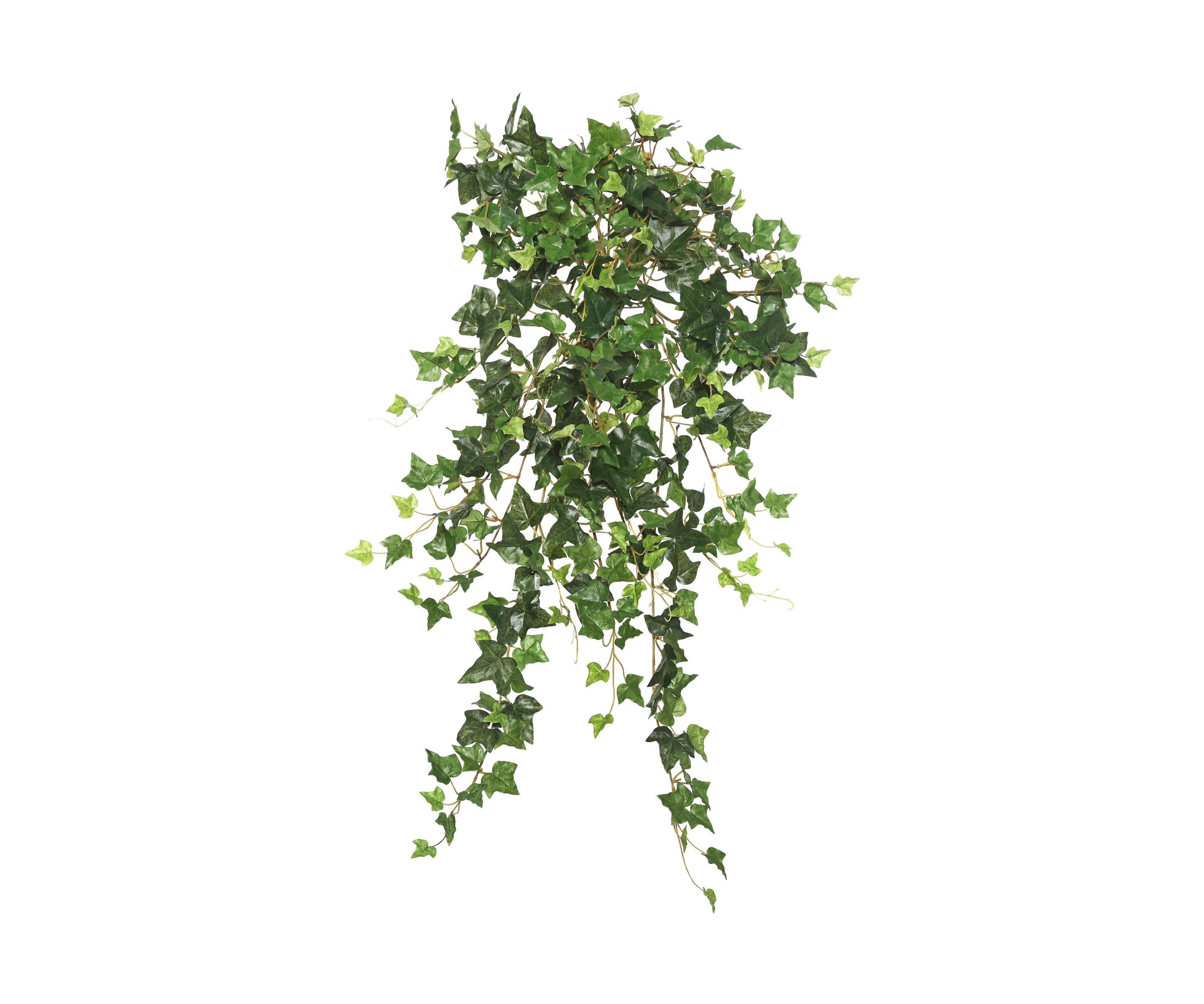 Green Mini Ivy Hanging Bush
