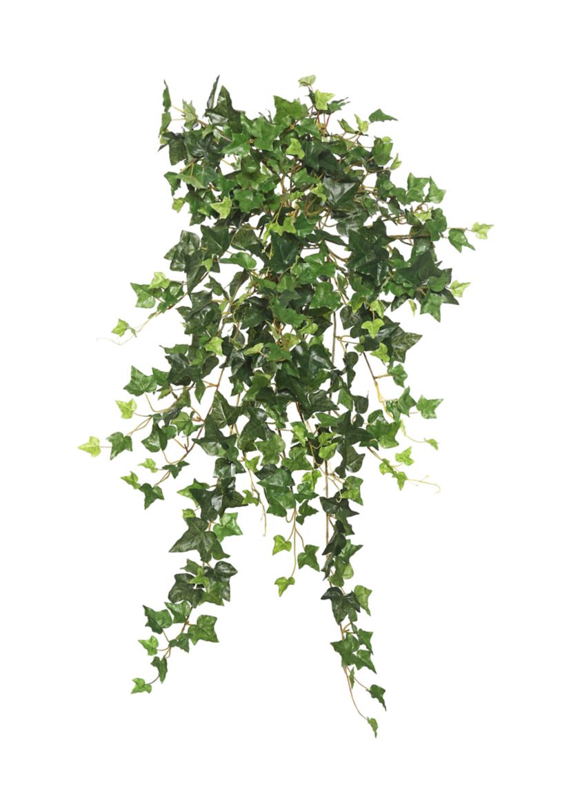 Green Mini Ivy Hanging Bush