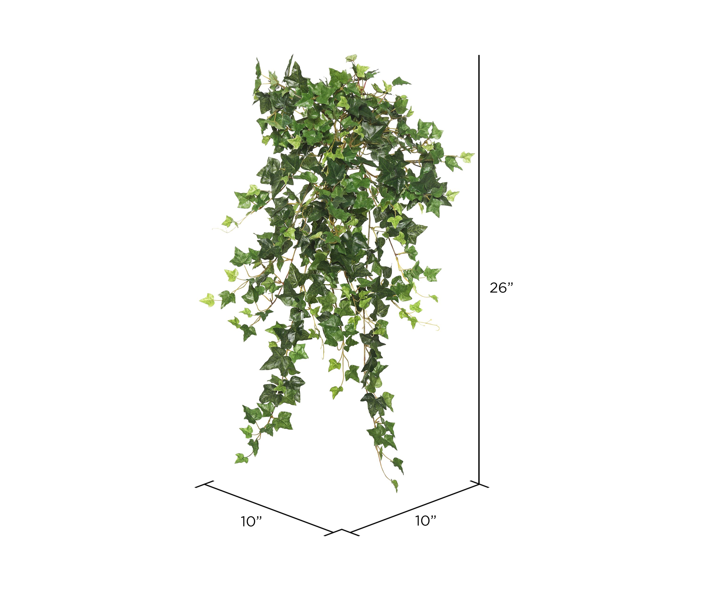 Green Mini Ivy Hanging Bush