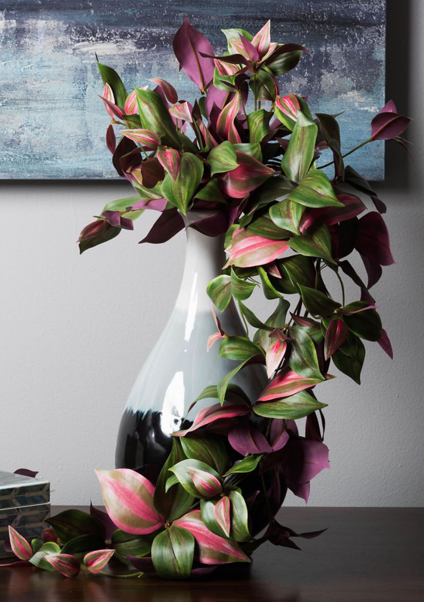 Wandering Jew Hanging Bush